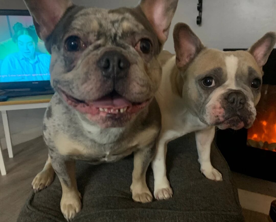 Stunning Merle French Bulldog puppies image 5