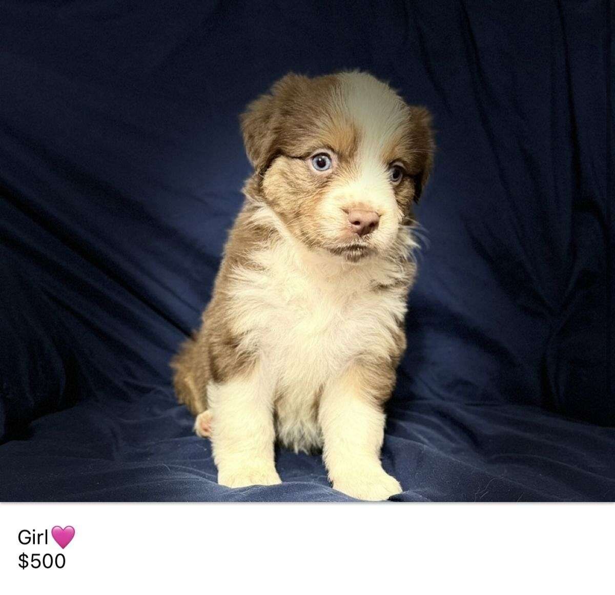 Mini Australian Shepherds image 1