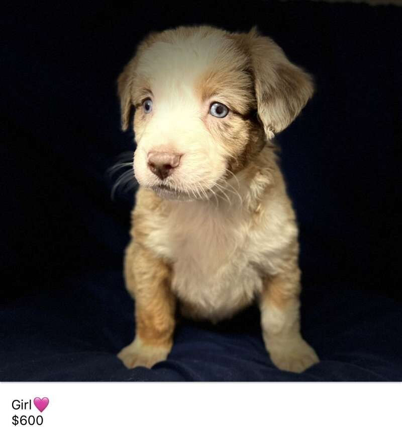 Mini Australian Shepherds image 2