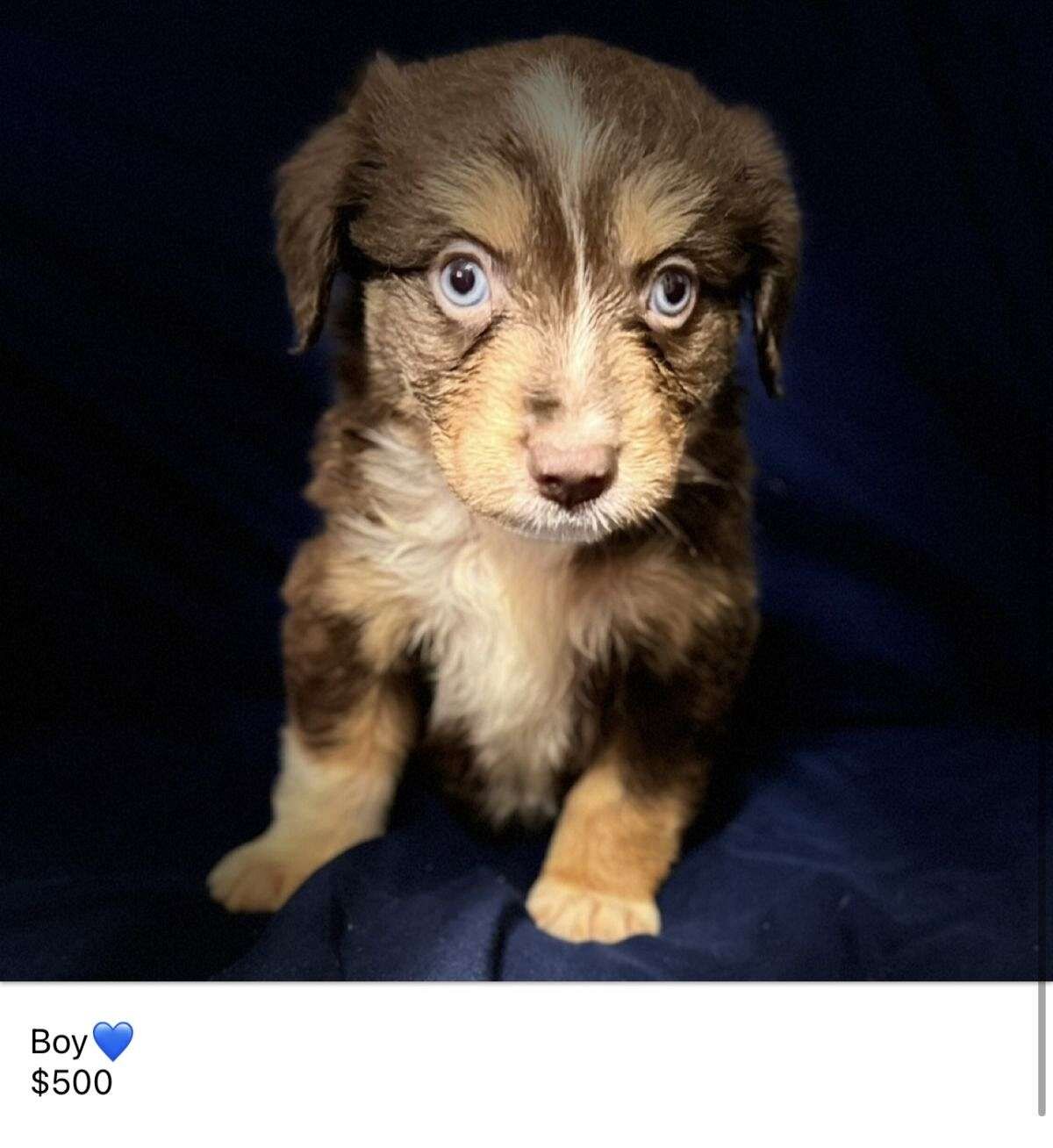 Mini Australian Shepherds image 3
