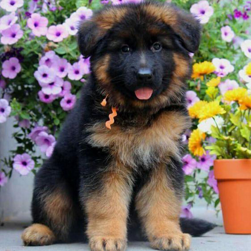 Shepherd Puppy  Loyal & Smart - Blue Eye image 3