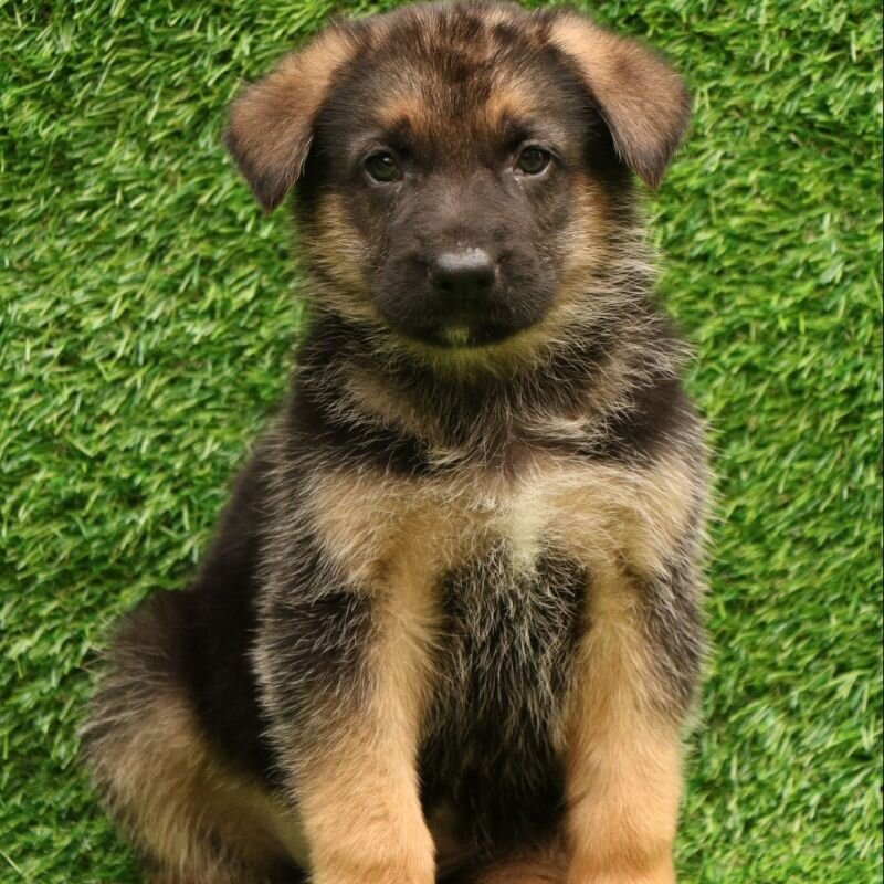Shepherd Puppy  Loyal & Smart - Blue Eye image 1