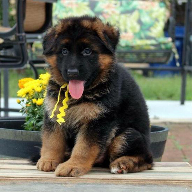 Shepherd Puppy  Loyal & Smart - Blue Eye image 2