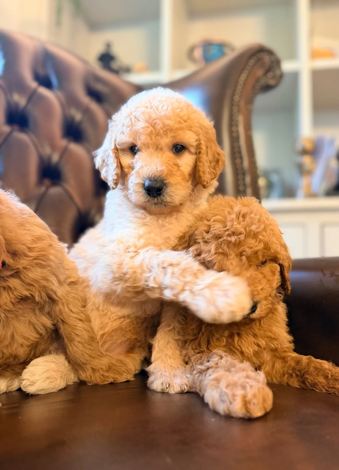 Goldendoodle  Puppies image 2