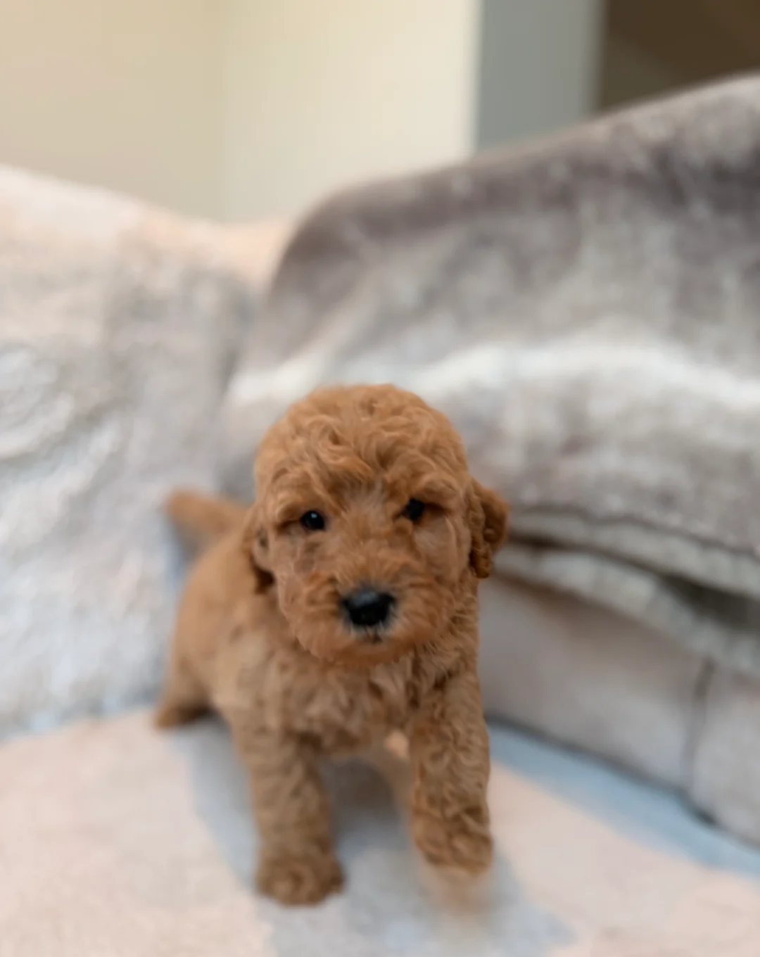 Goldendoodle  Puppies image 3