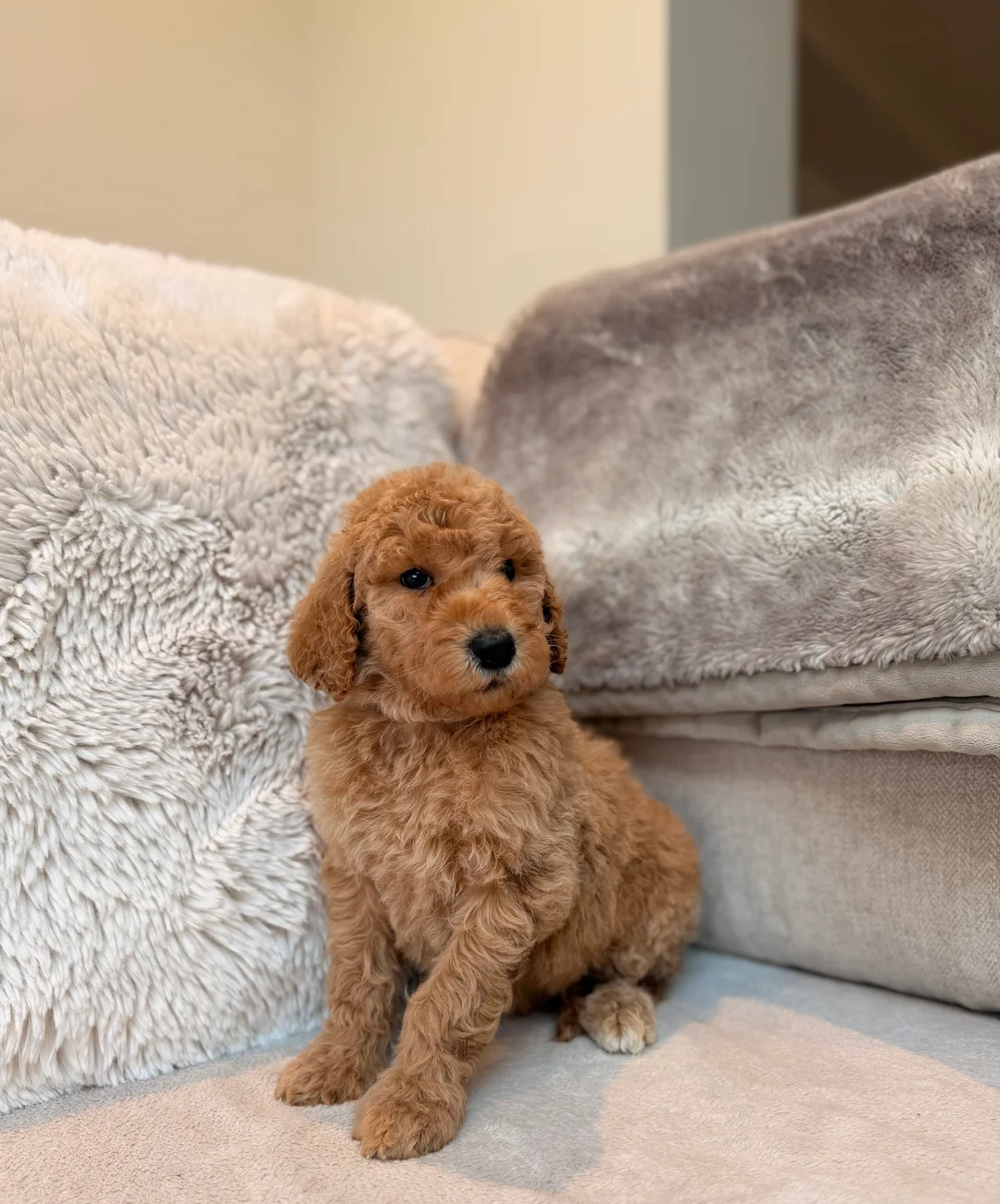 Goldendoodle  Puppies image 4
