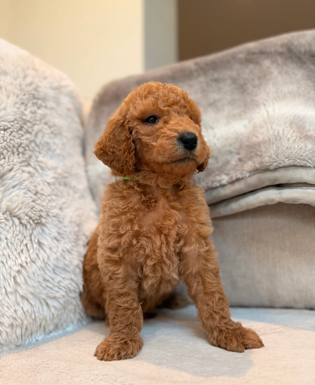 Goldendoodle  Puppies image 5