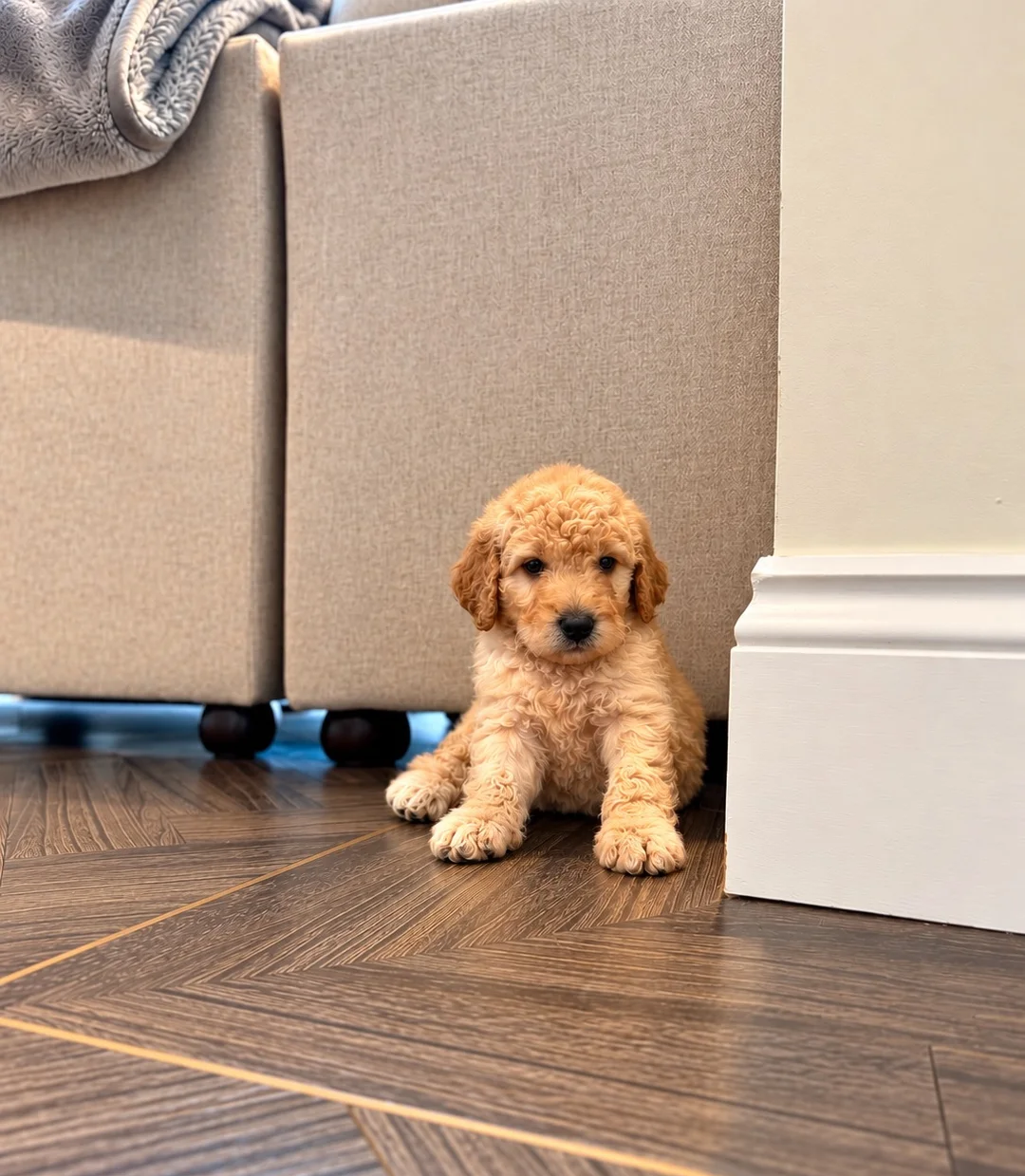 Goldendoodle  Puppies image 6