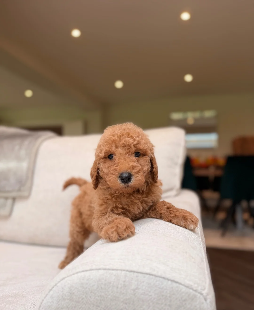 Goldendoodle  Puppies image 8