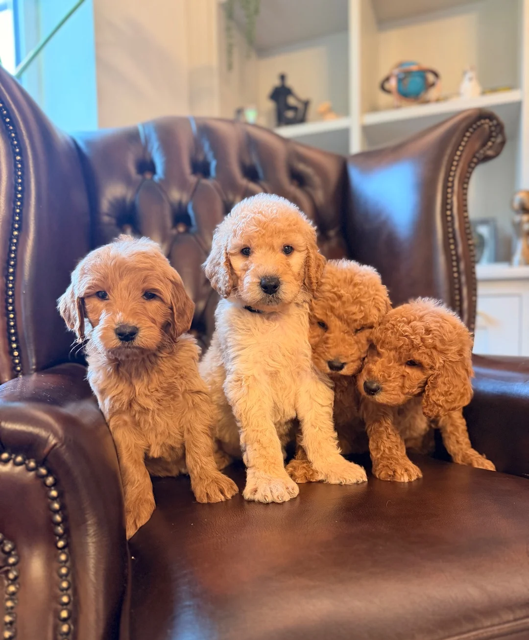 Goldendoodle  Puppies image 1