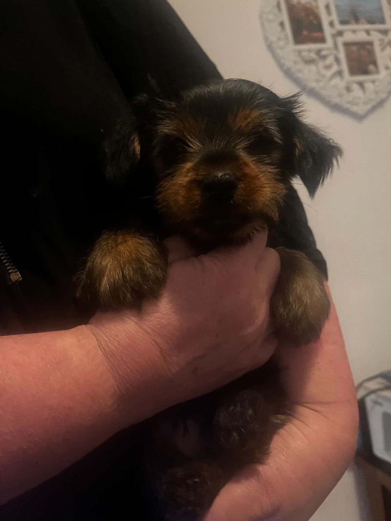 Well Trained Yorkshire Terrier Puppies image 2