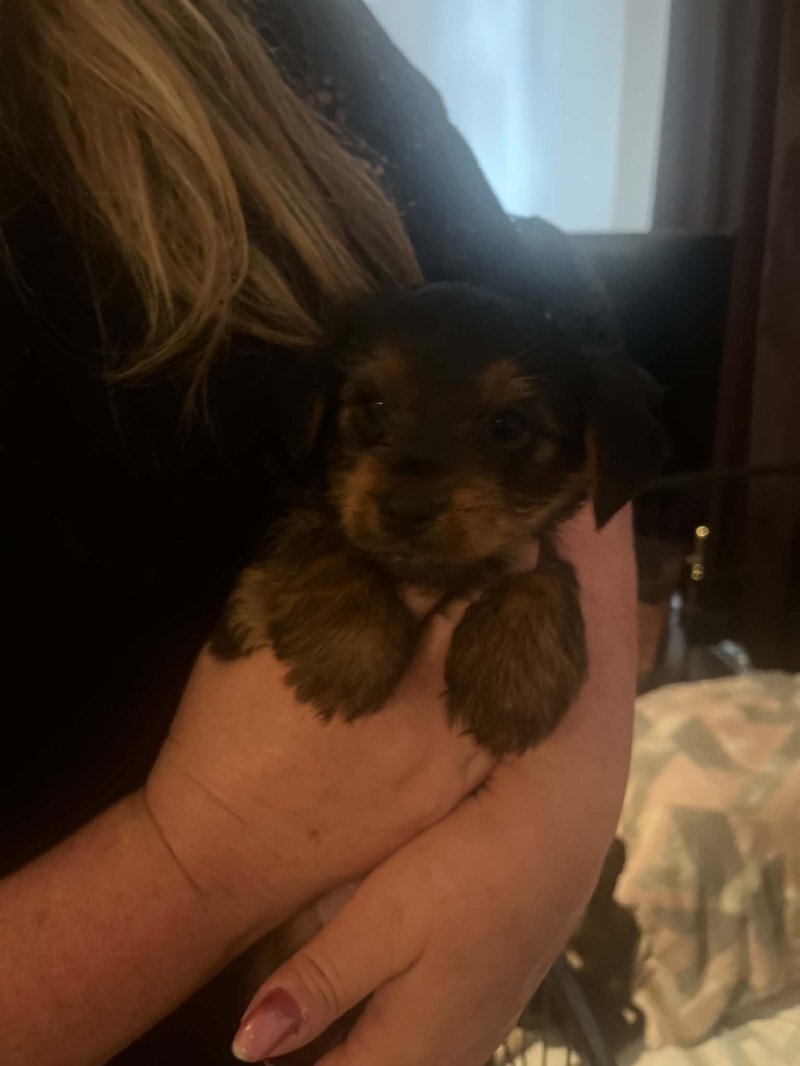 Well Trained Yorkshire Terrier Puppies image 1