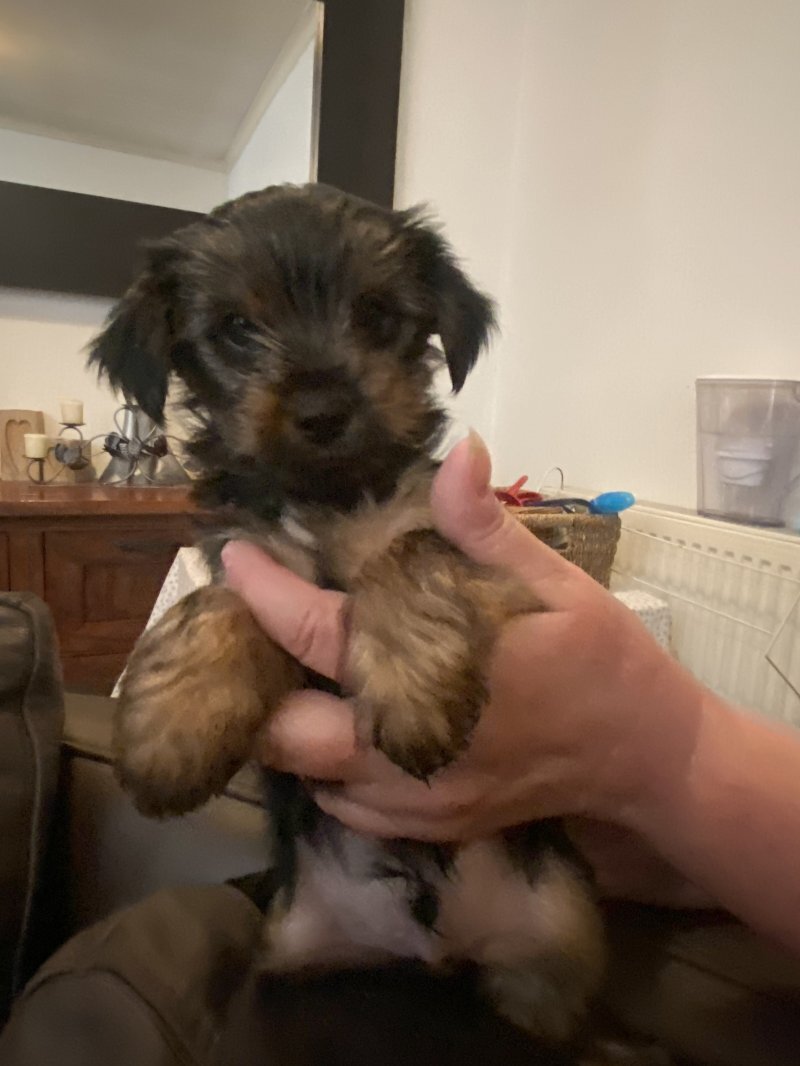Well Trained Yorkshire Terrier Puppies image 3