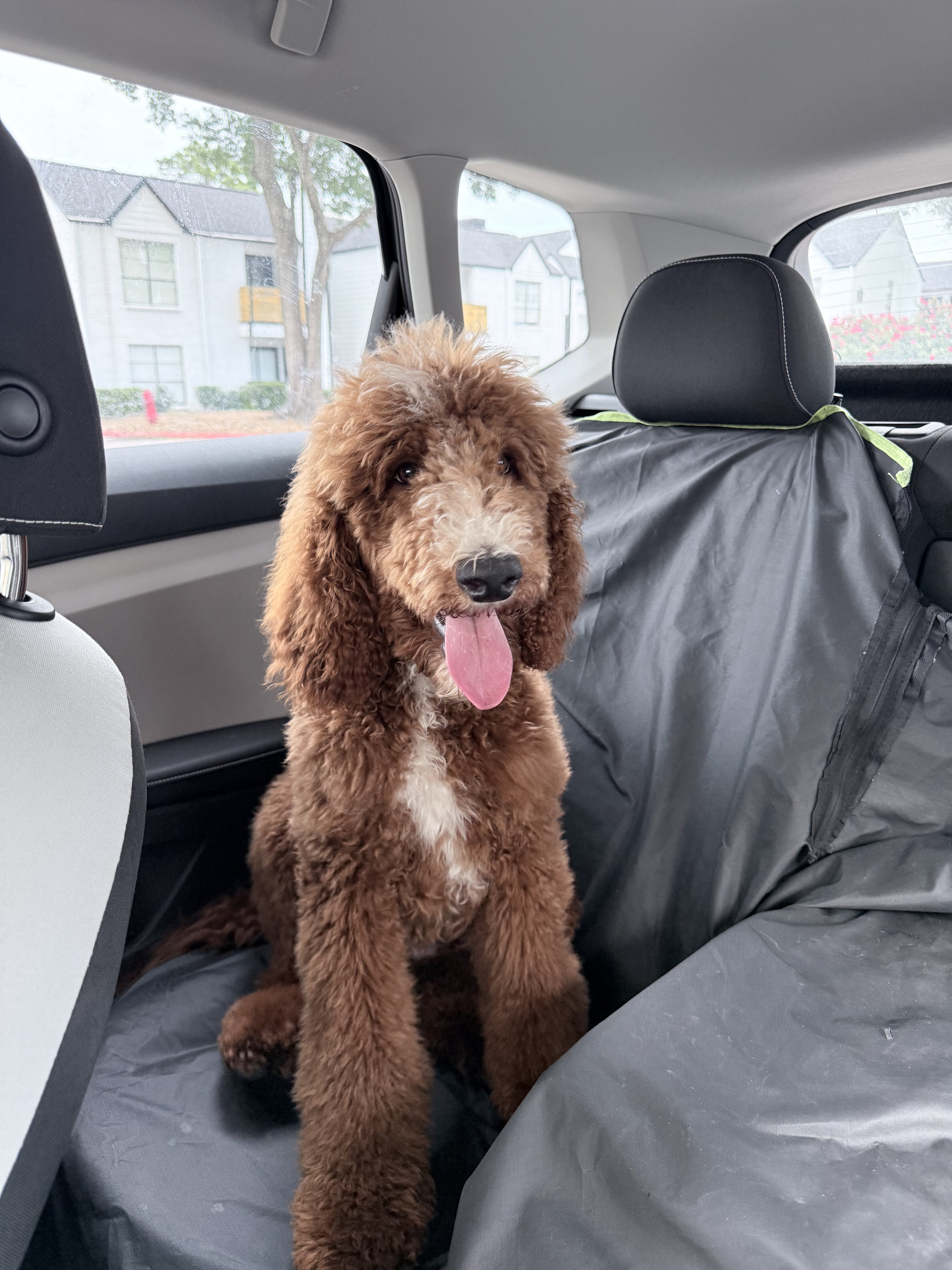 Beautiful Red Standard Poodle – 11 Months Old image 3