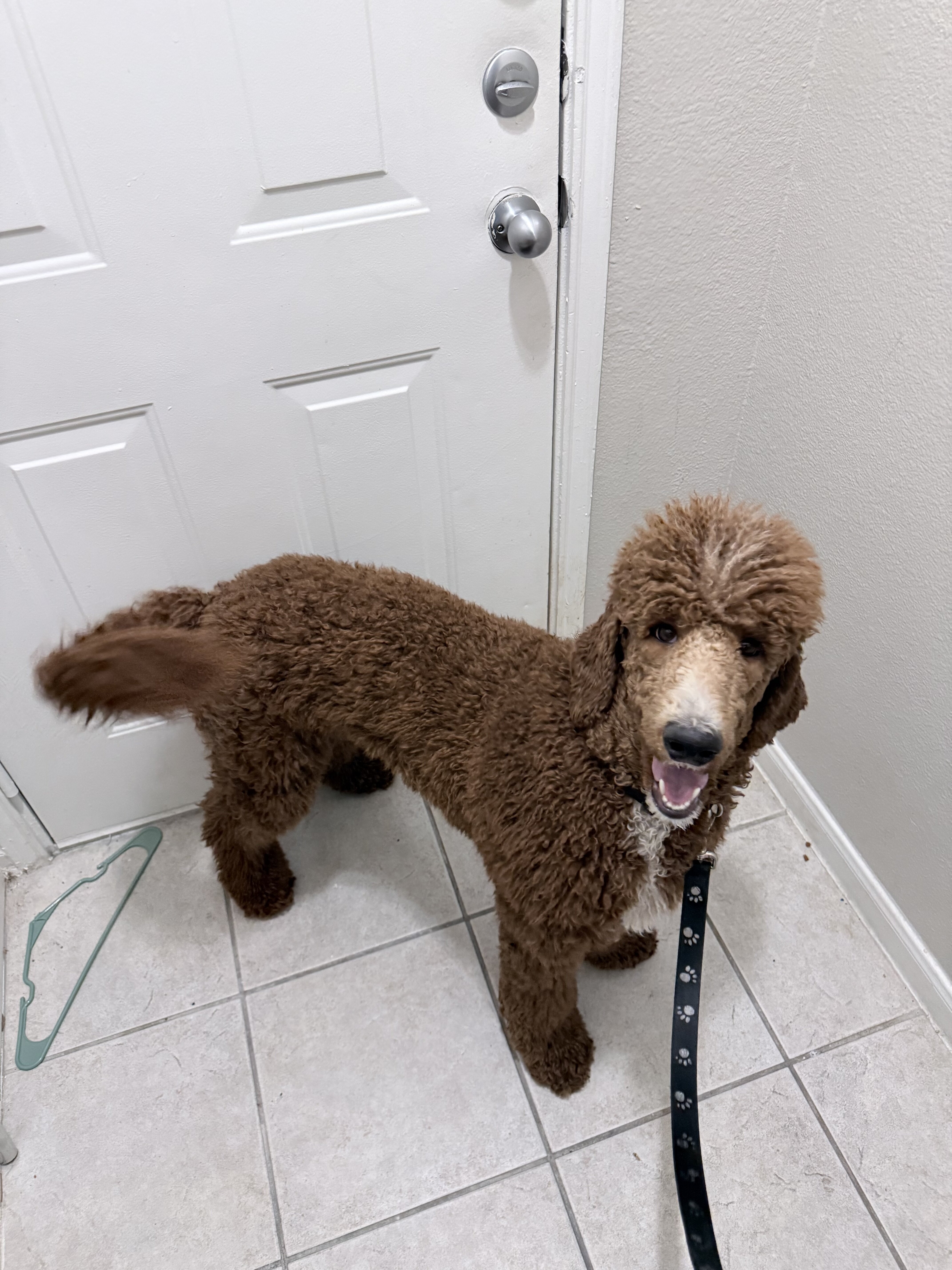 Beautiful Red Standard Poodle – 11 Months Old image 1