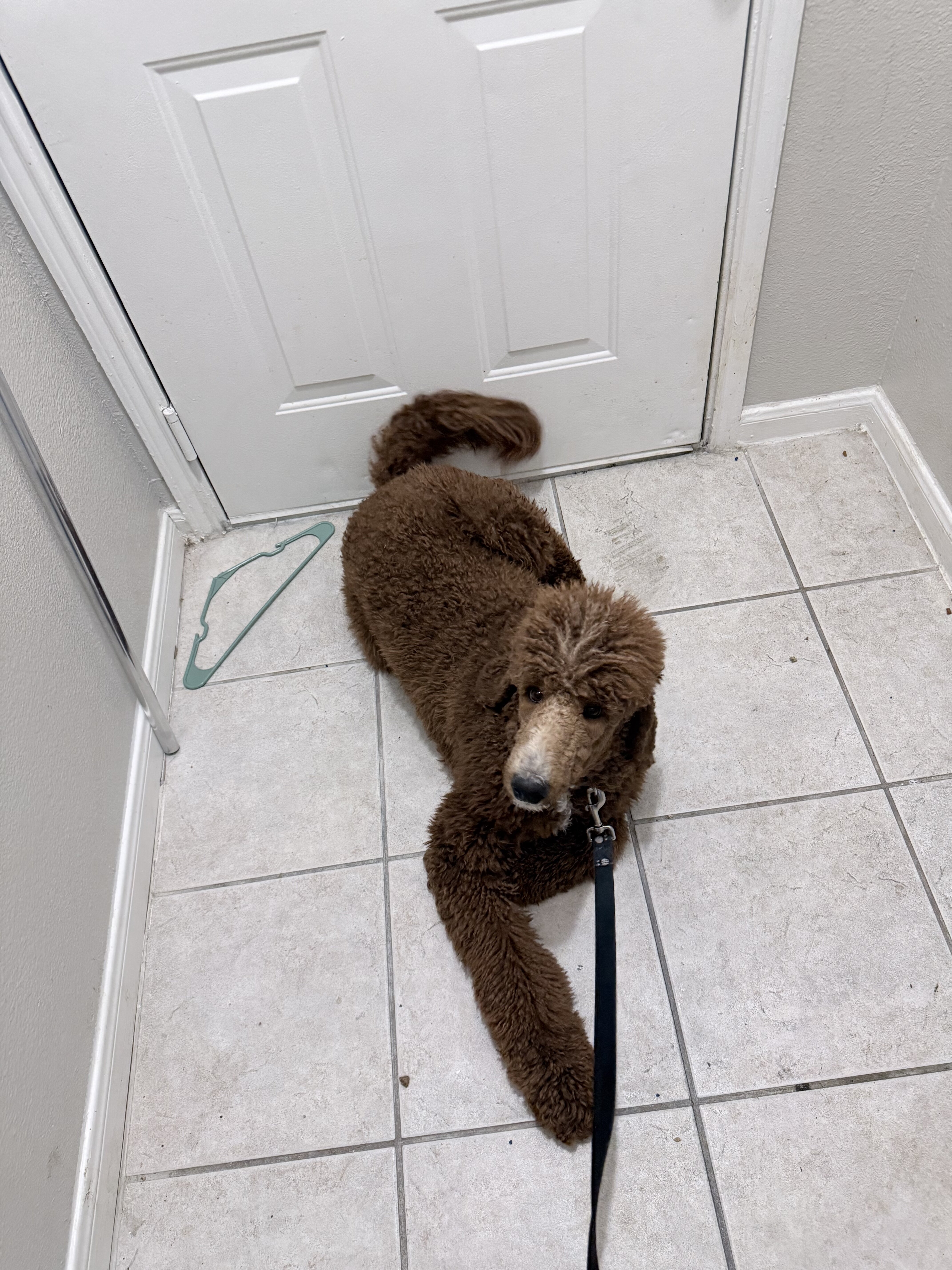 Beautiful Red Standard Poodle – 11 Months Old image 2