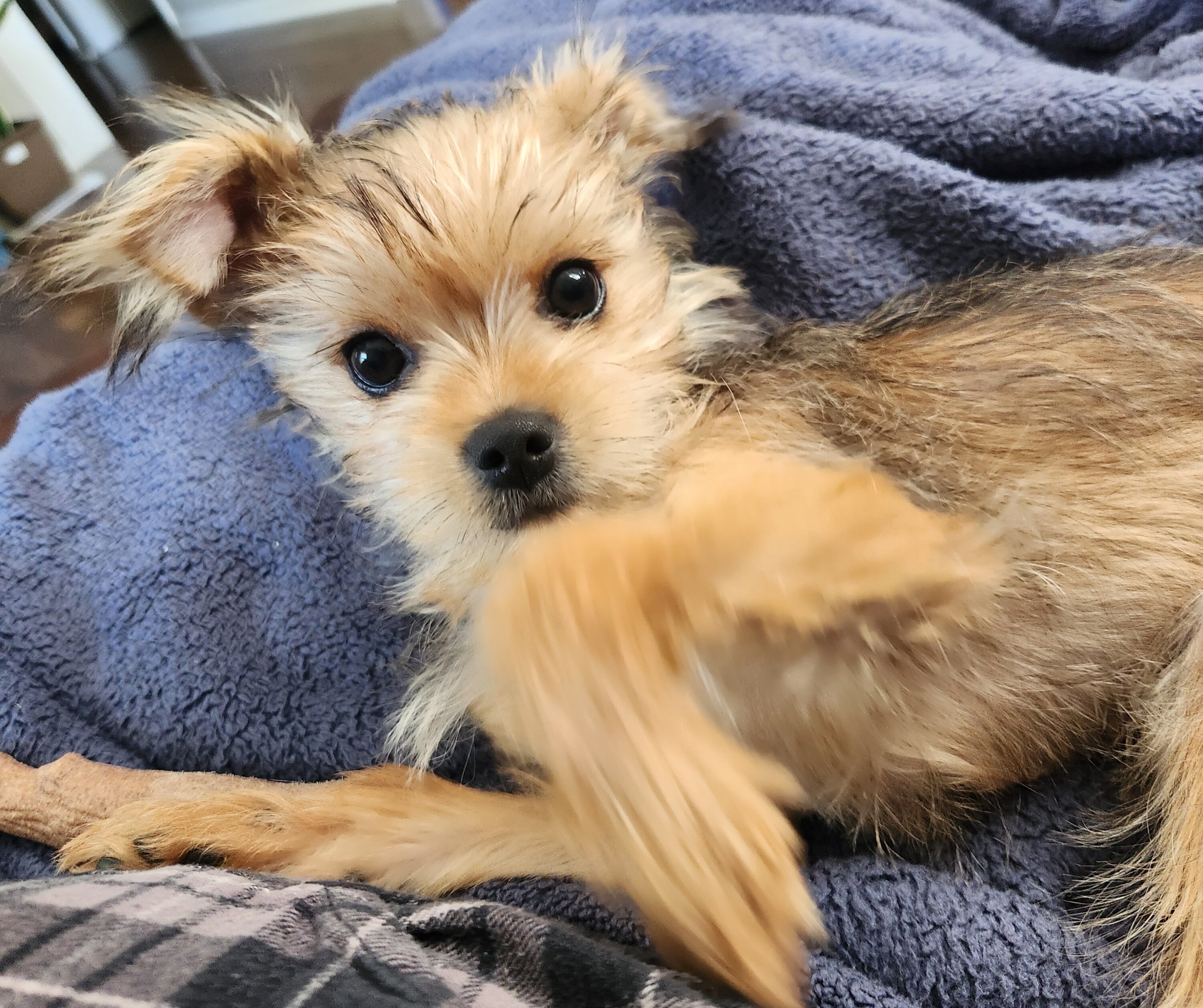 Meet Milo - Yorkie/Shihtzu mix image 3