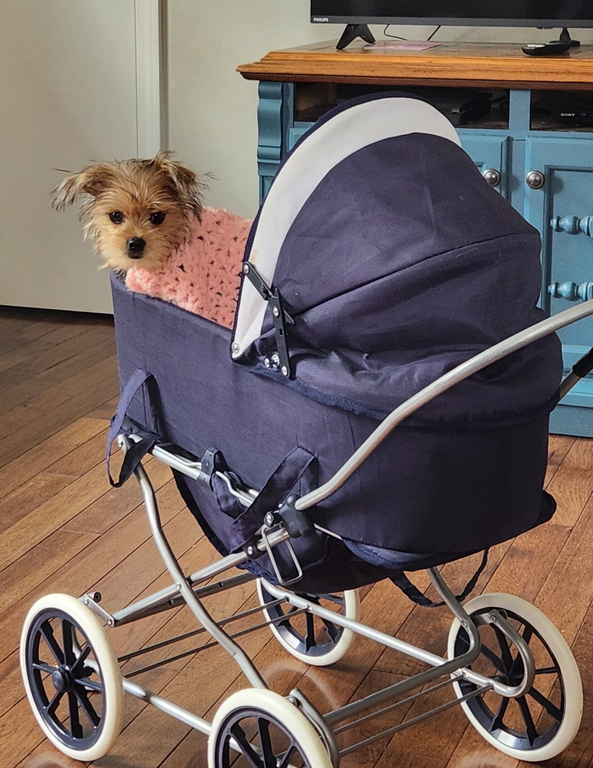 Meet Milo - Yorkie/Shihtzu mix image 2