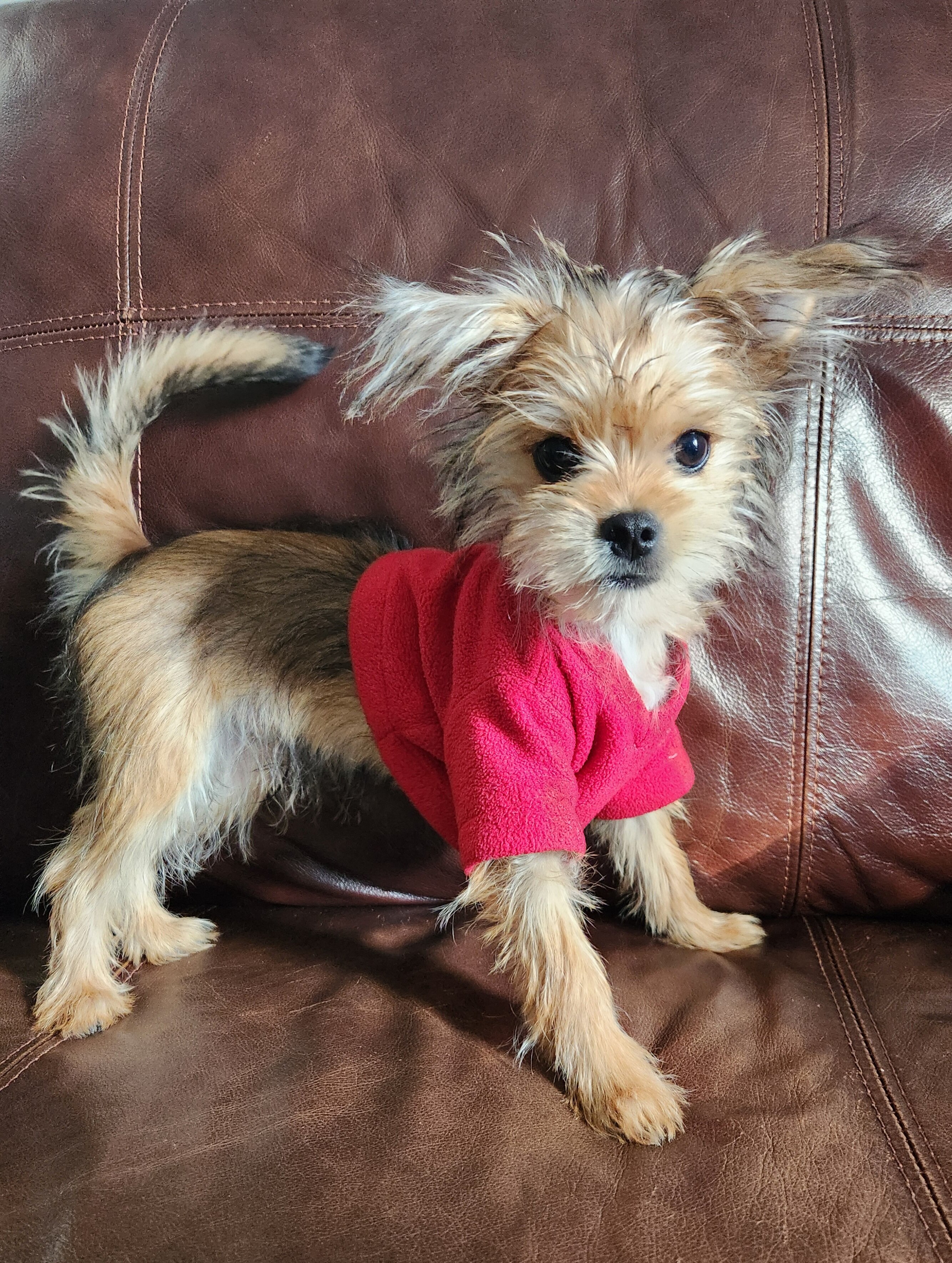 Meet Milo - Yorkie/Shihtzu mix image 1