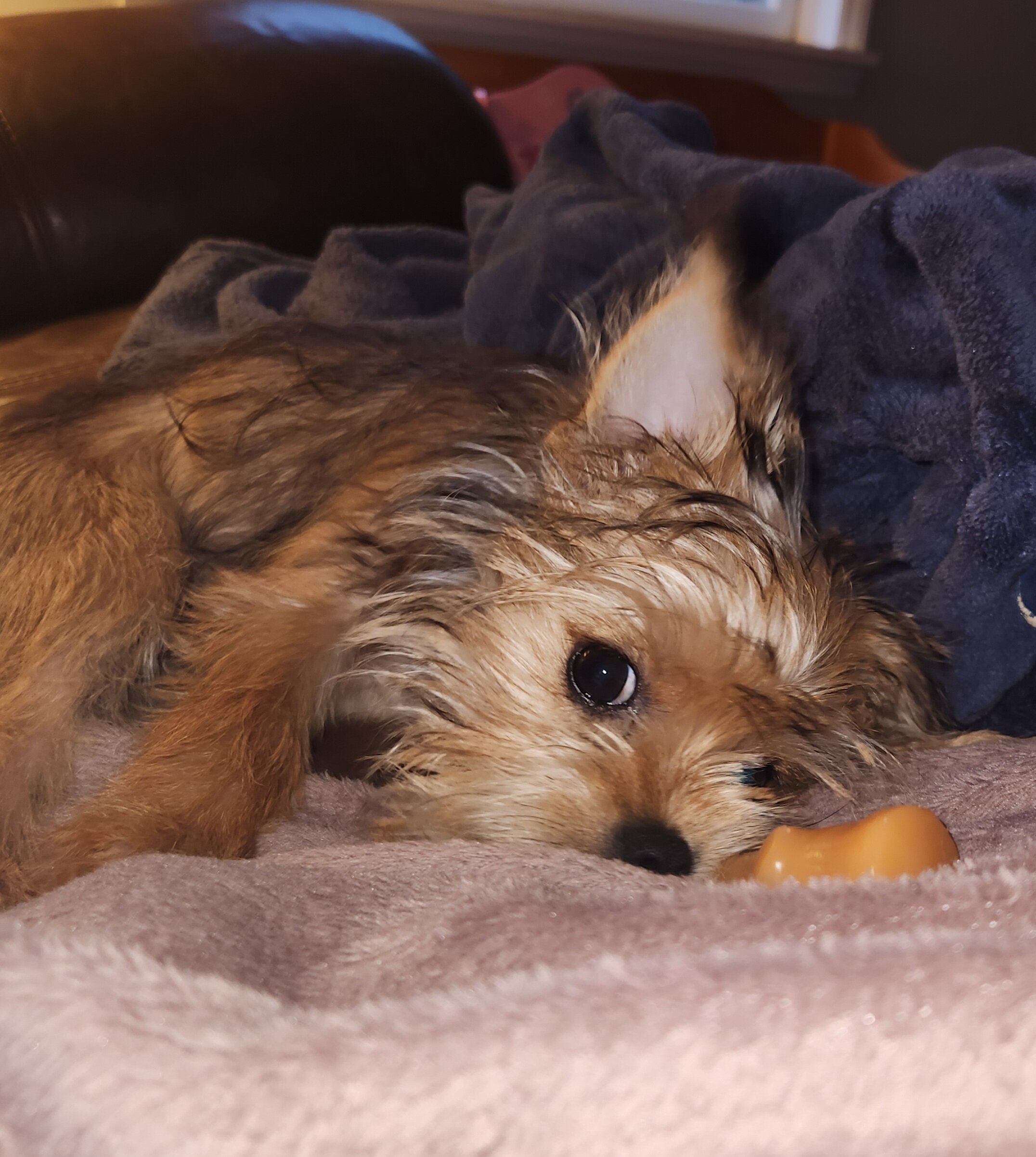 Meet Milo - Yorkie/Shihtzu mix image 5
