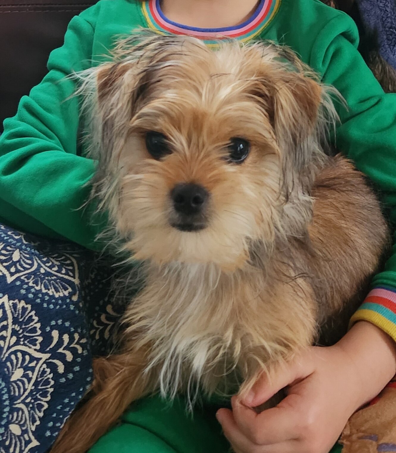 Meet Milo - Yorkie/Shihtzu mix image 4