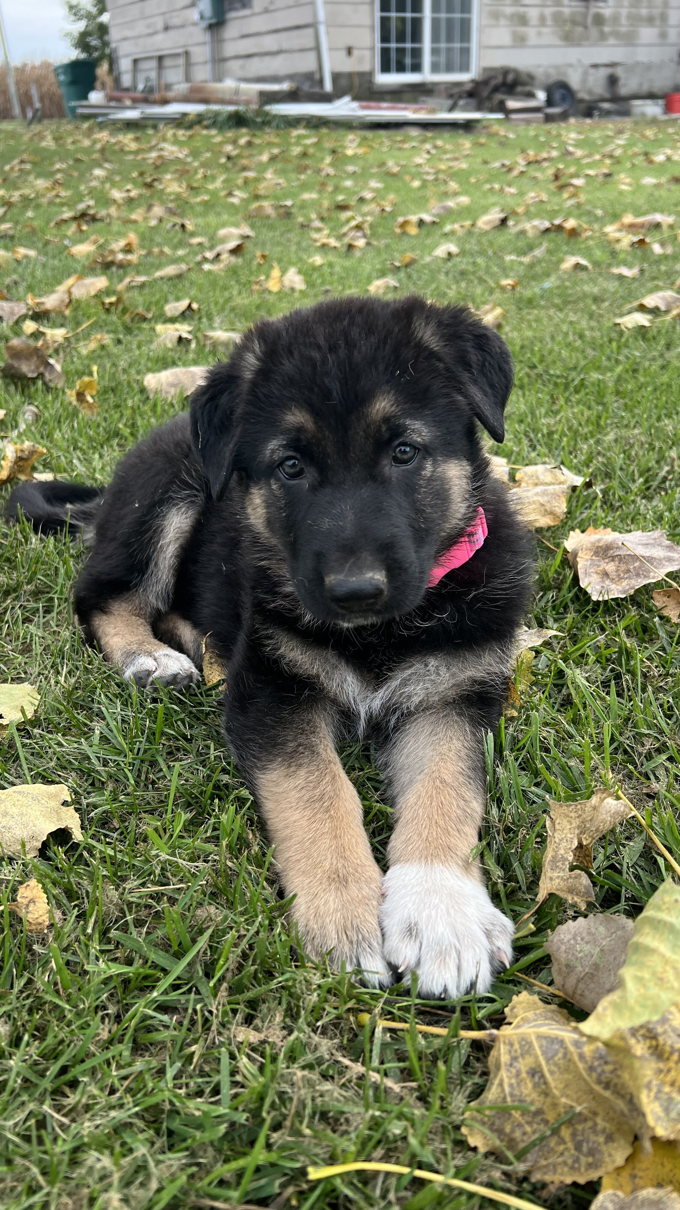 Female German Shepherd Puppies image 4