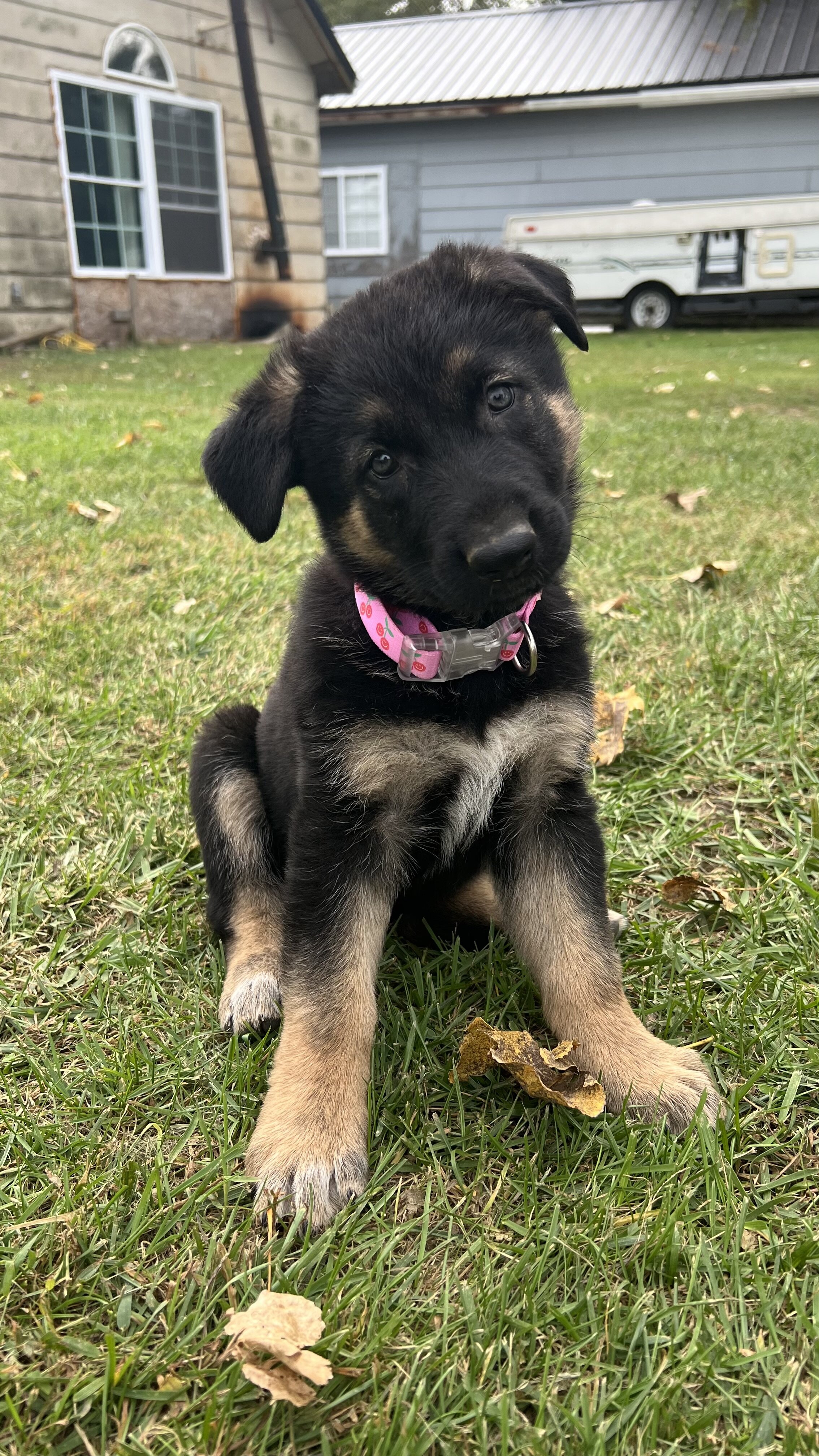 Female German Shepherd Puppies image 3