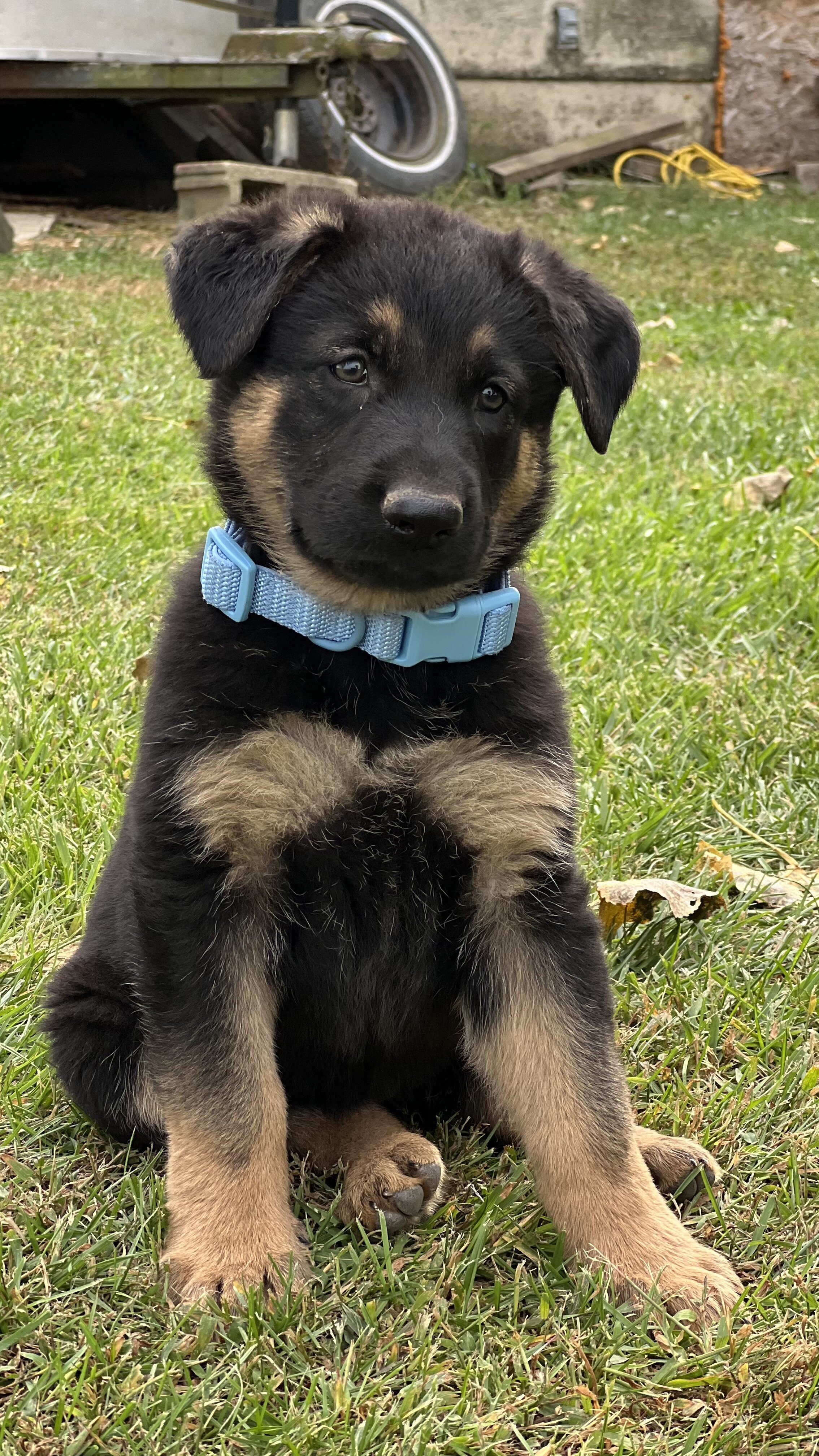 Female German Shepherd Puppies image 1