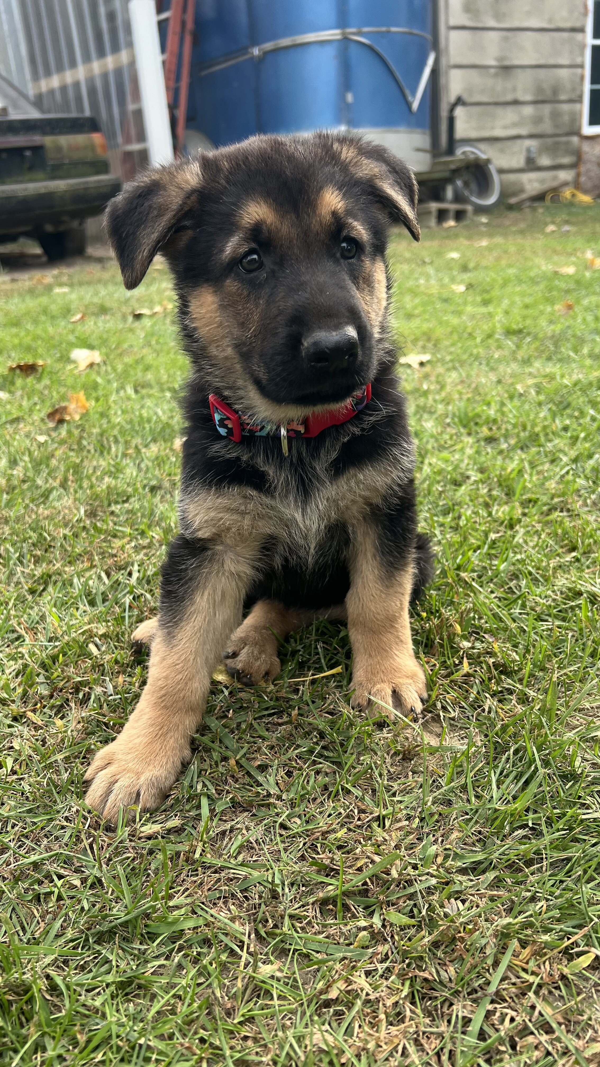 Female German Shepherd Puppies image 2