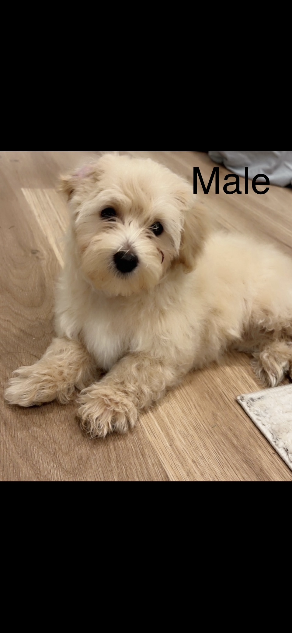 Puppy image 1
