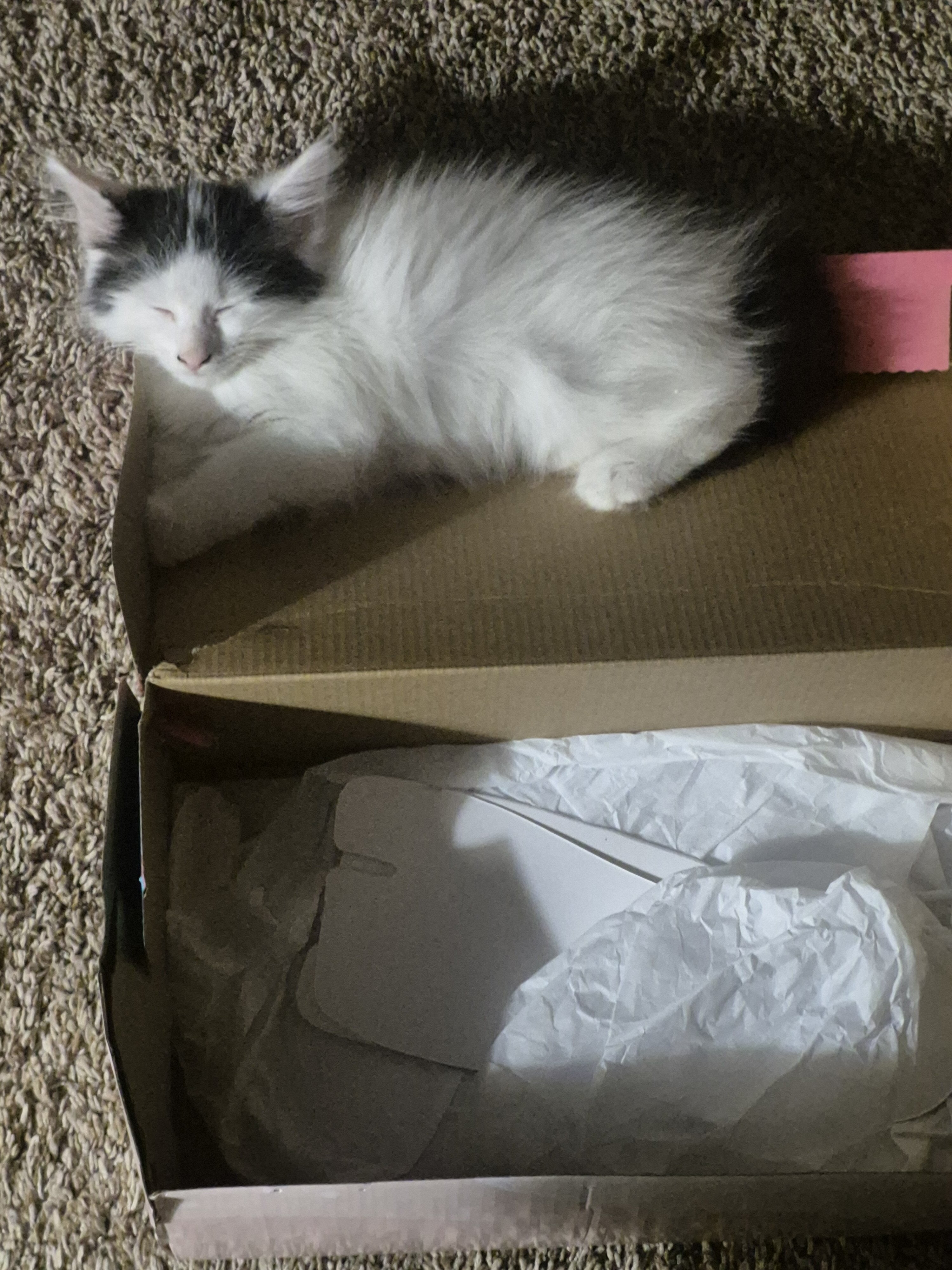 Kittens image 1