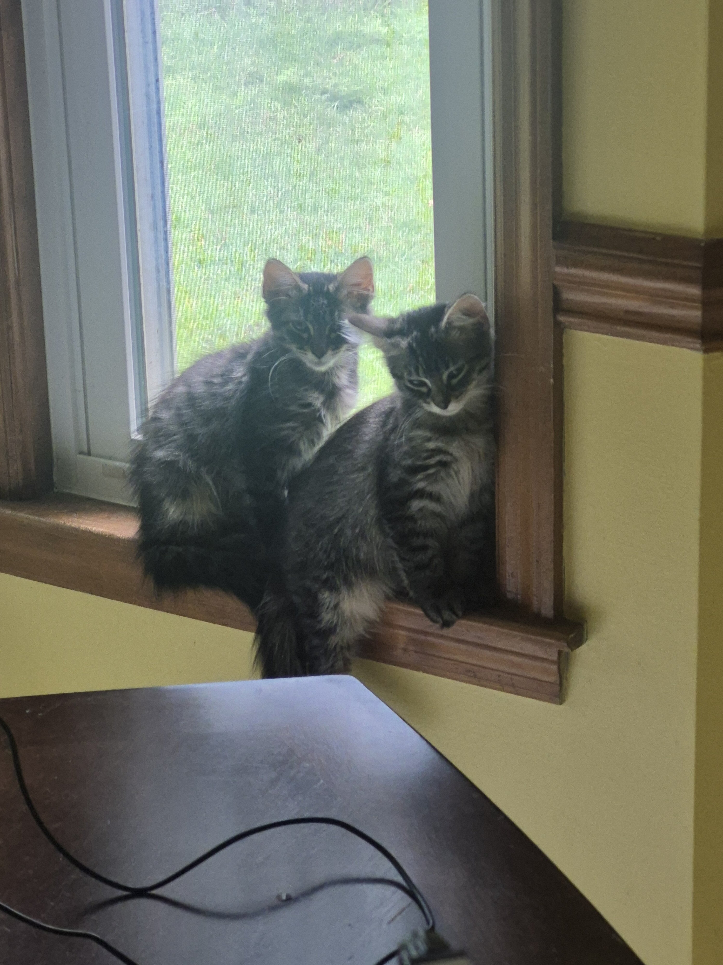 Kittens image 2