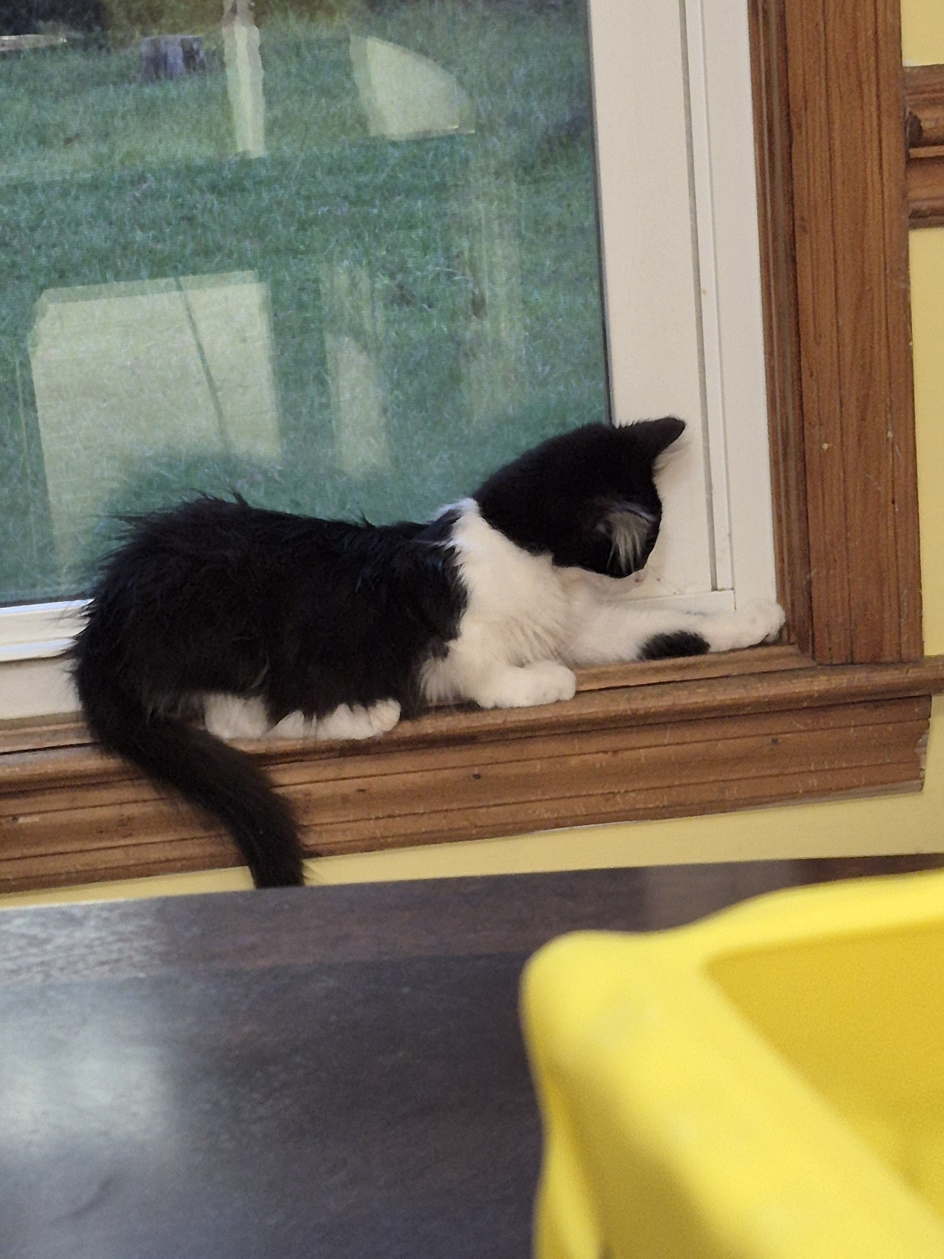 Kittens image 3