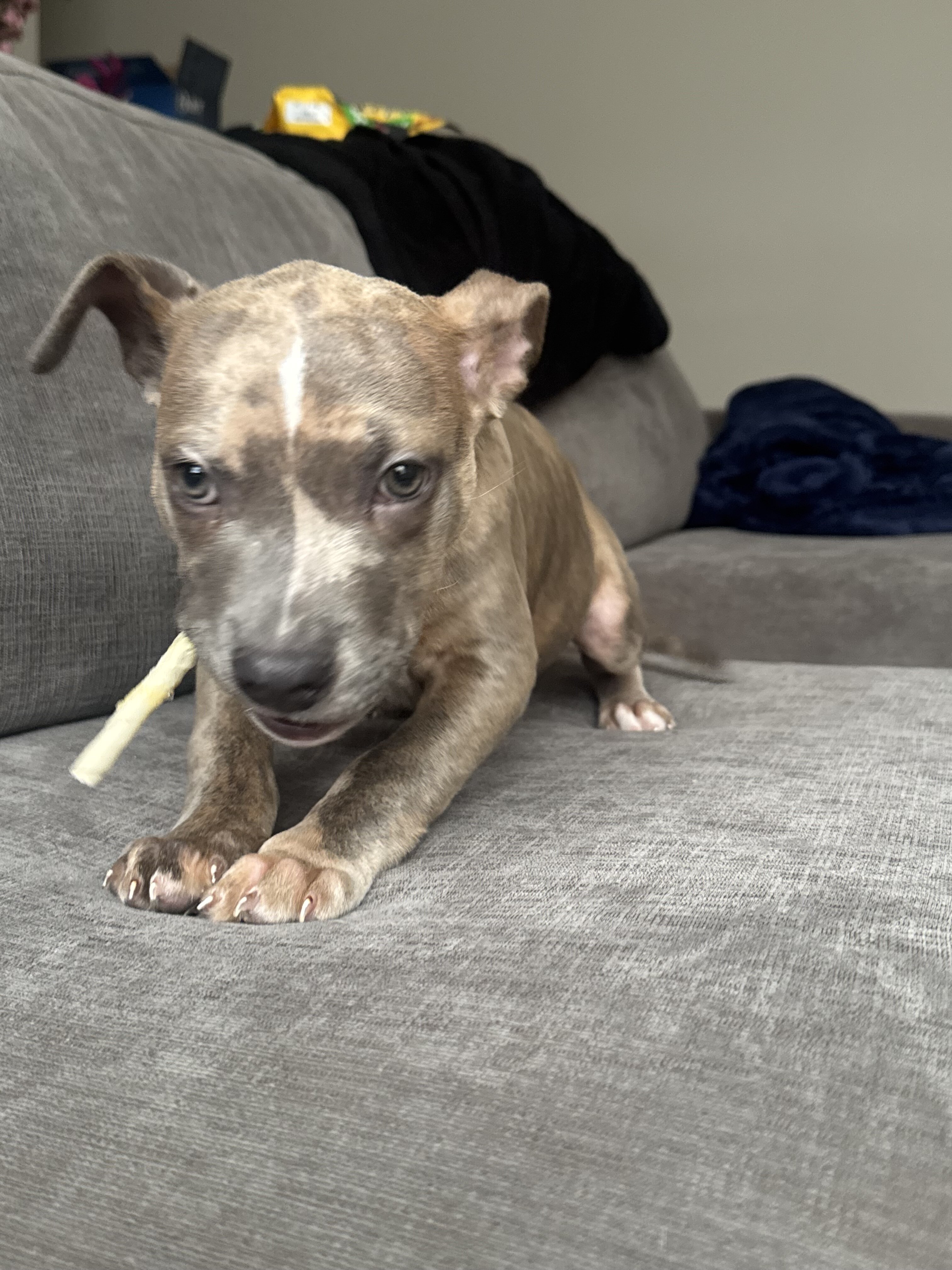 Dog image 3