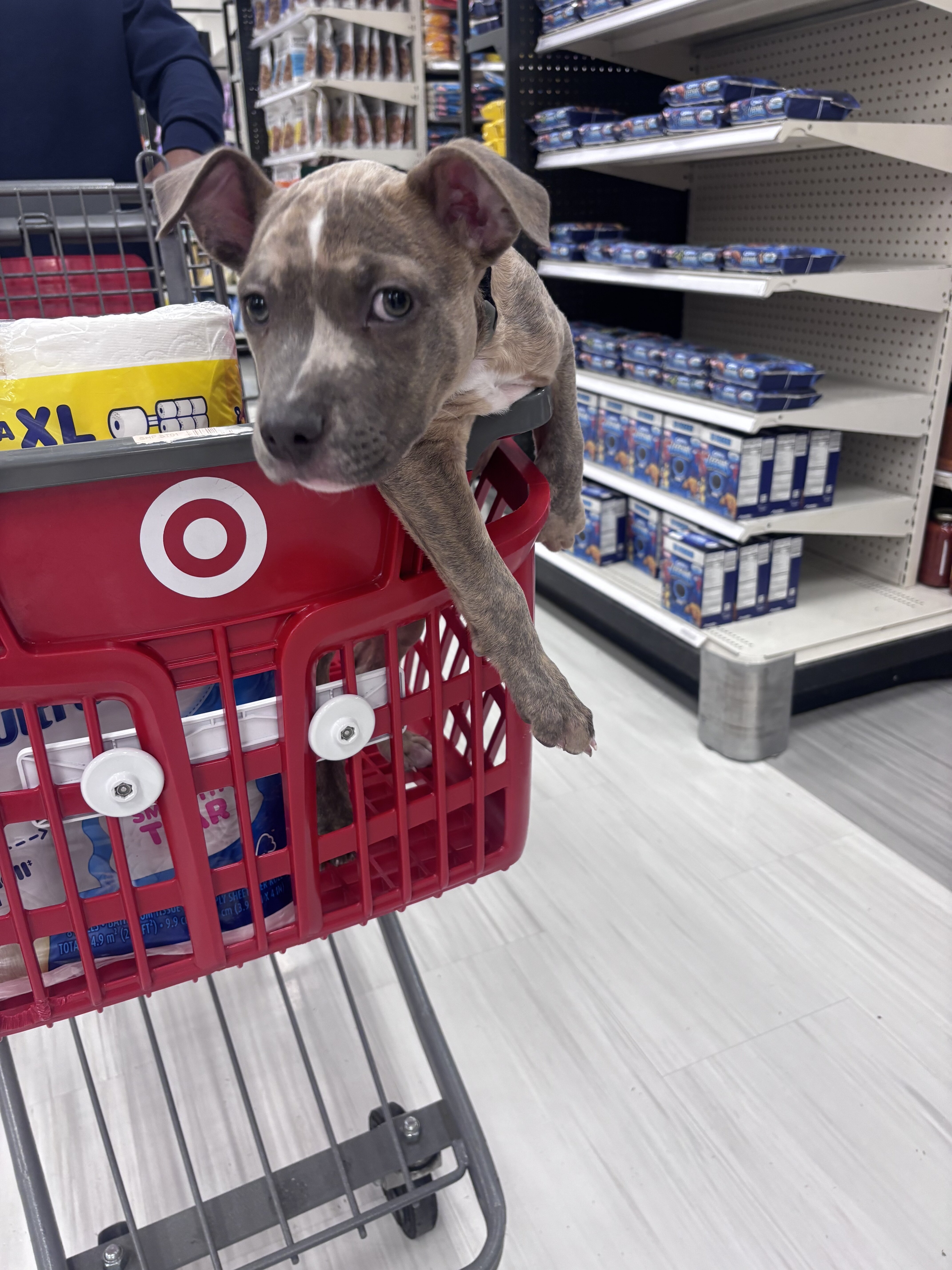 Dog image 2