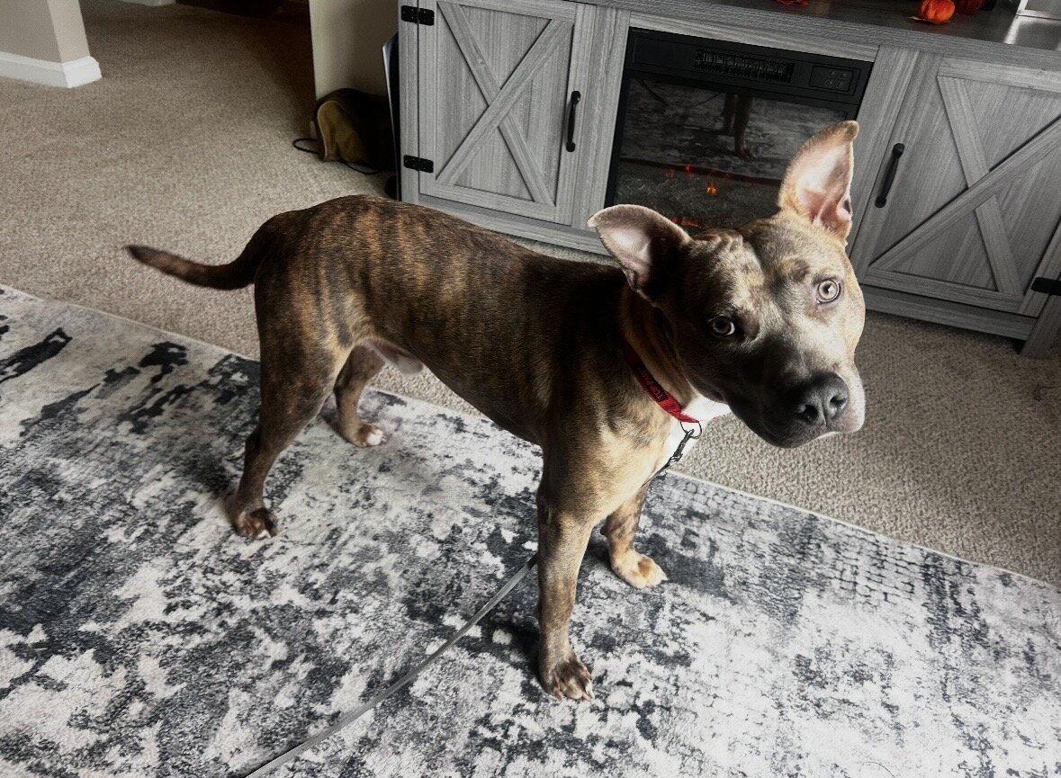 Dog image 1