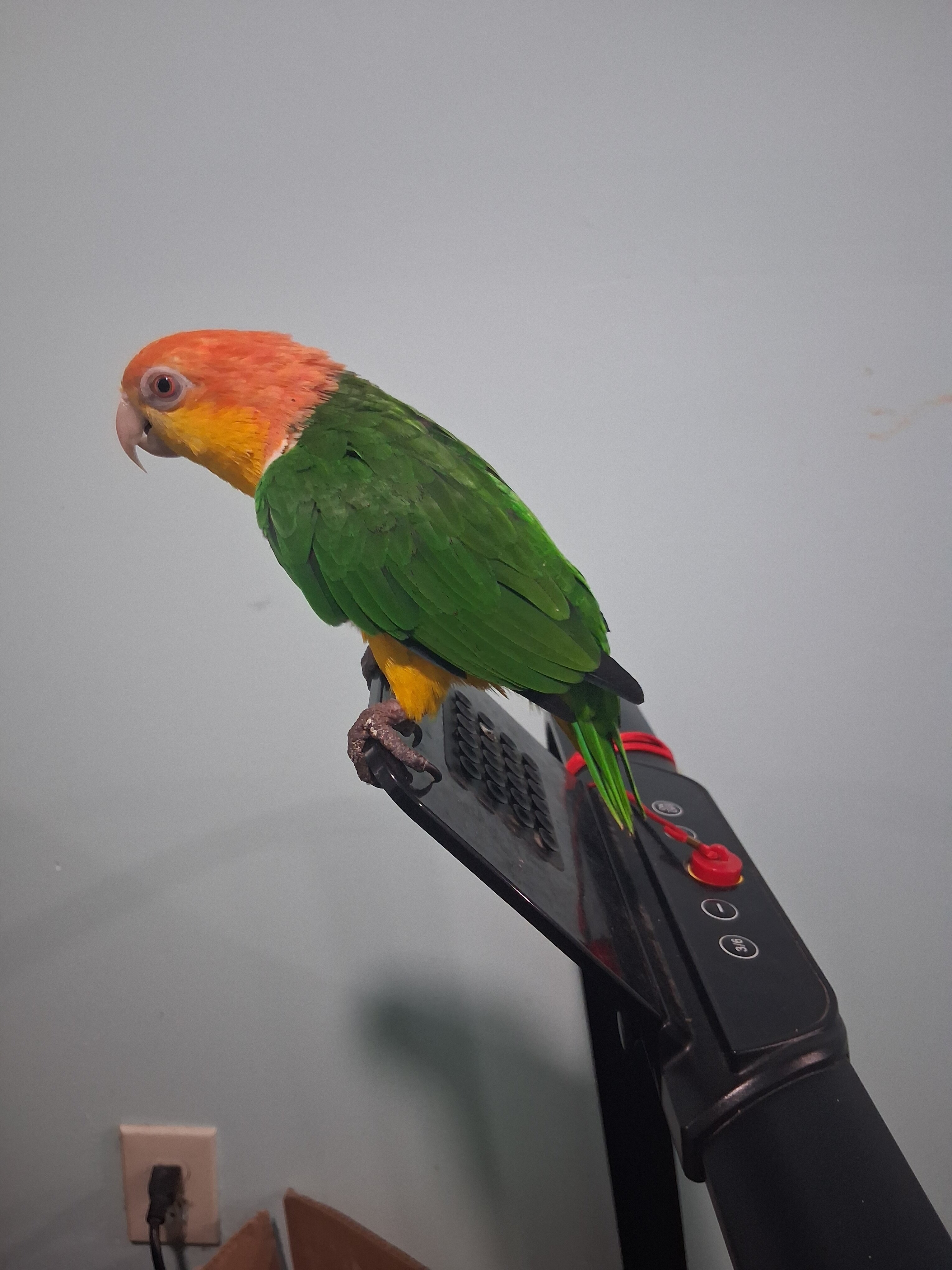 White Bellied Caique image 2