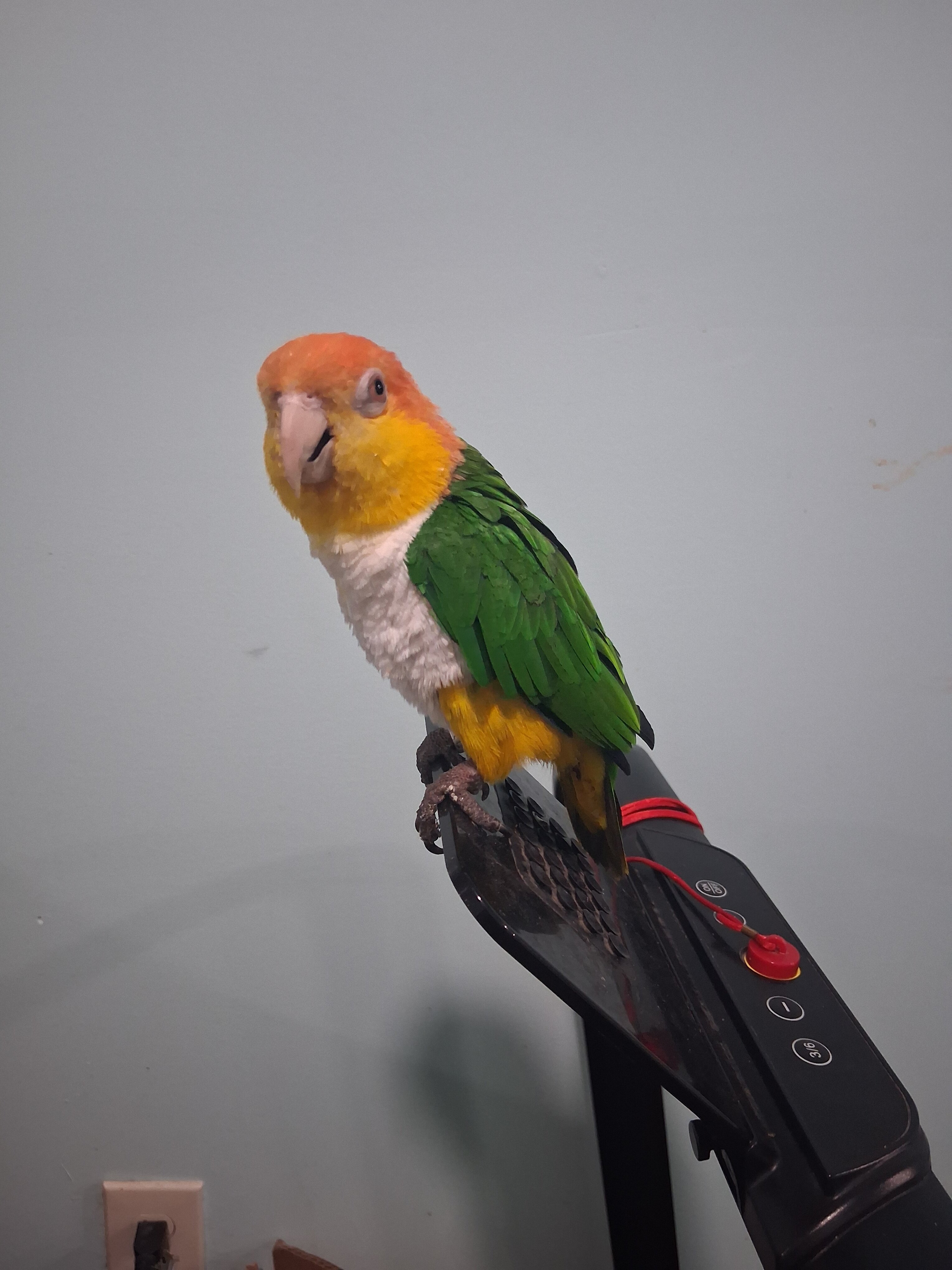 White Bellied Caique image 1
