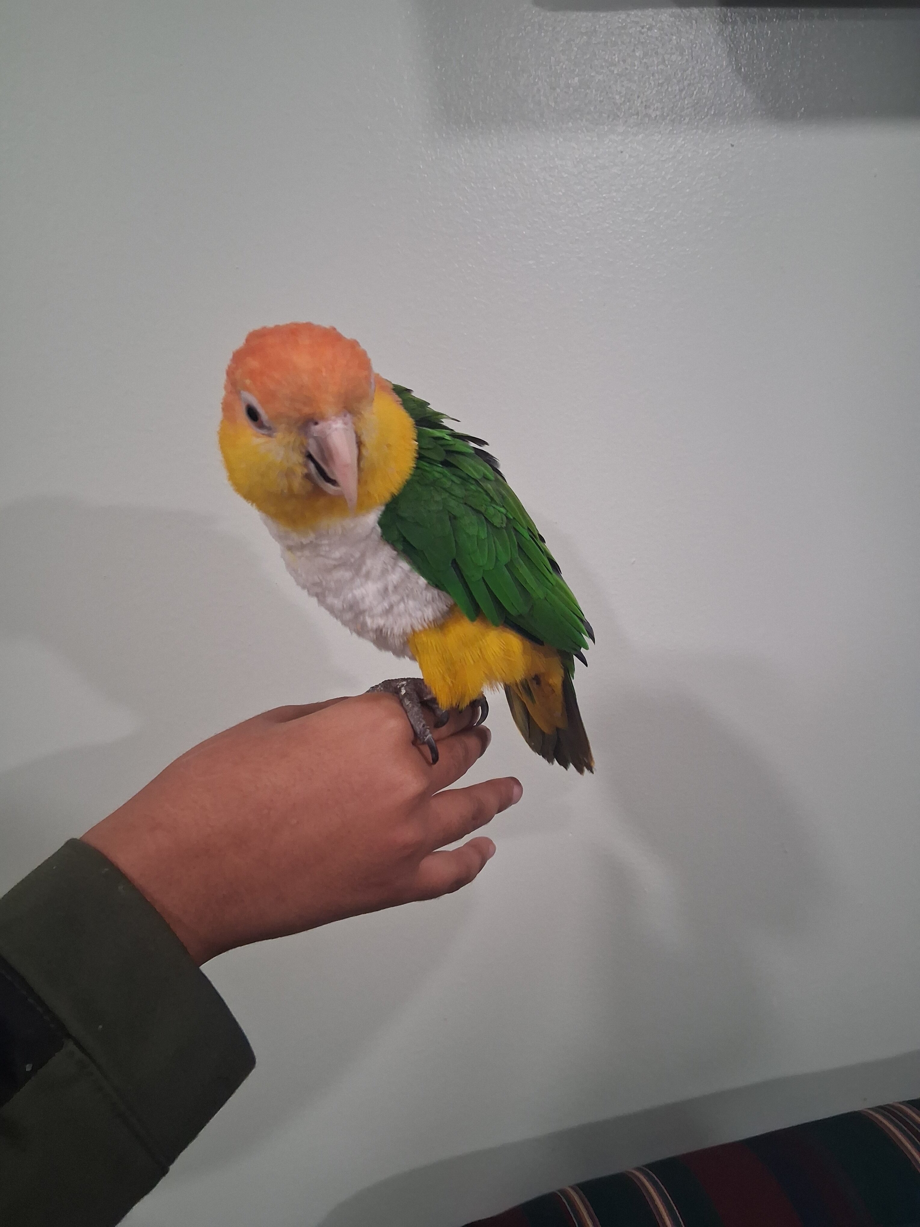 White Bellied Caique image 3
