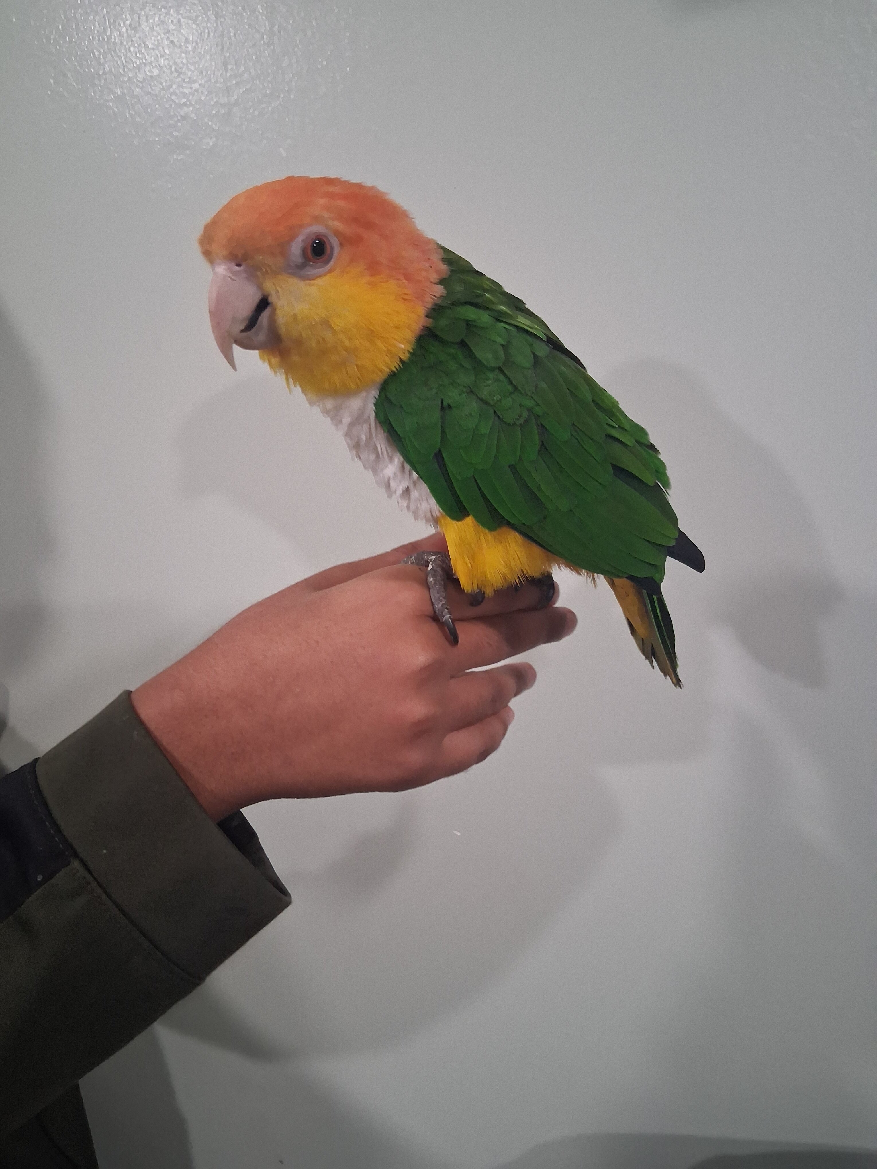 White Bellied Caique image 4