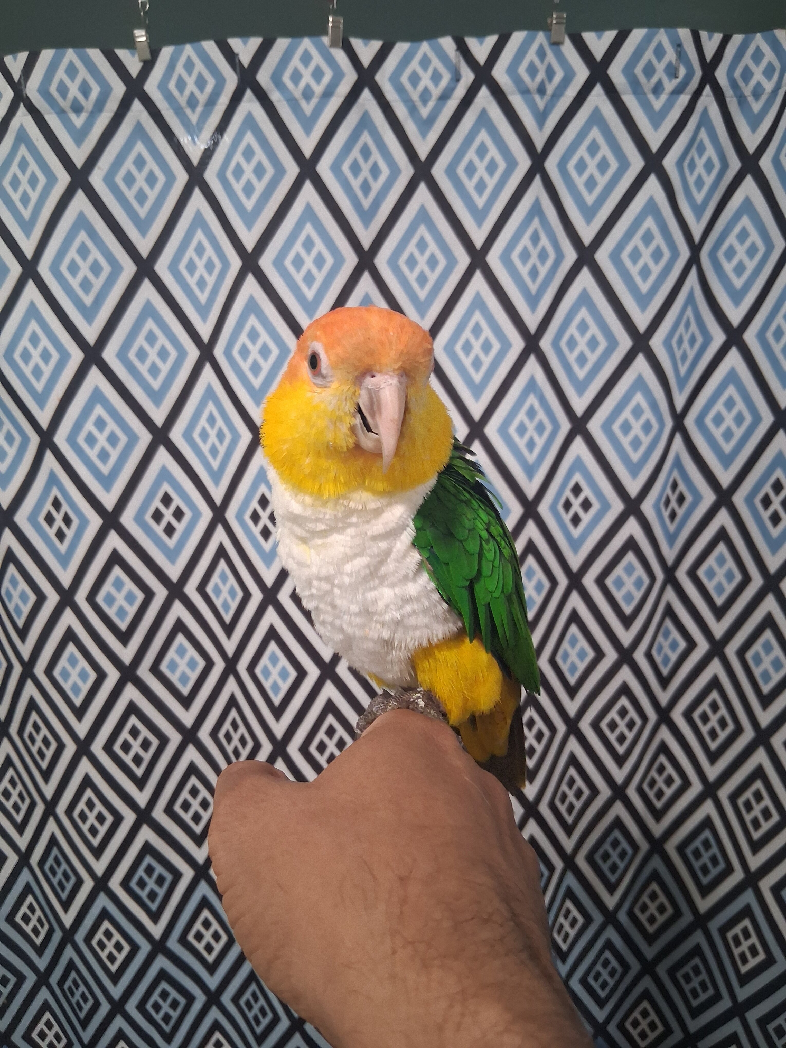White Bellied Caique image 5