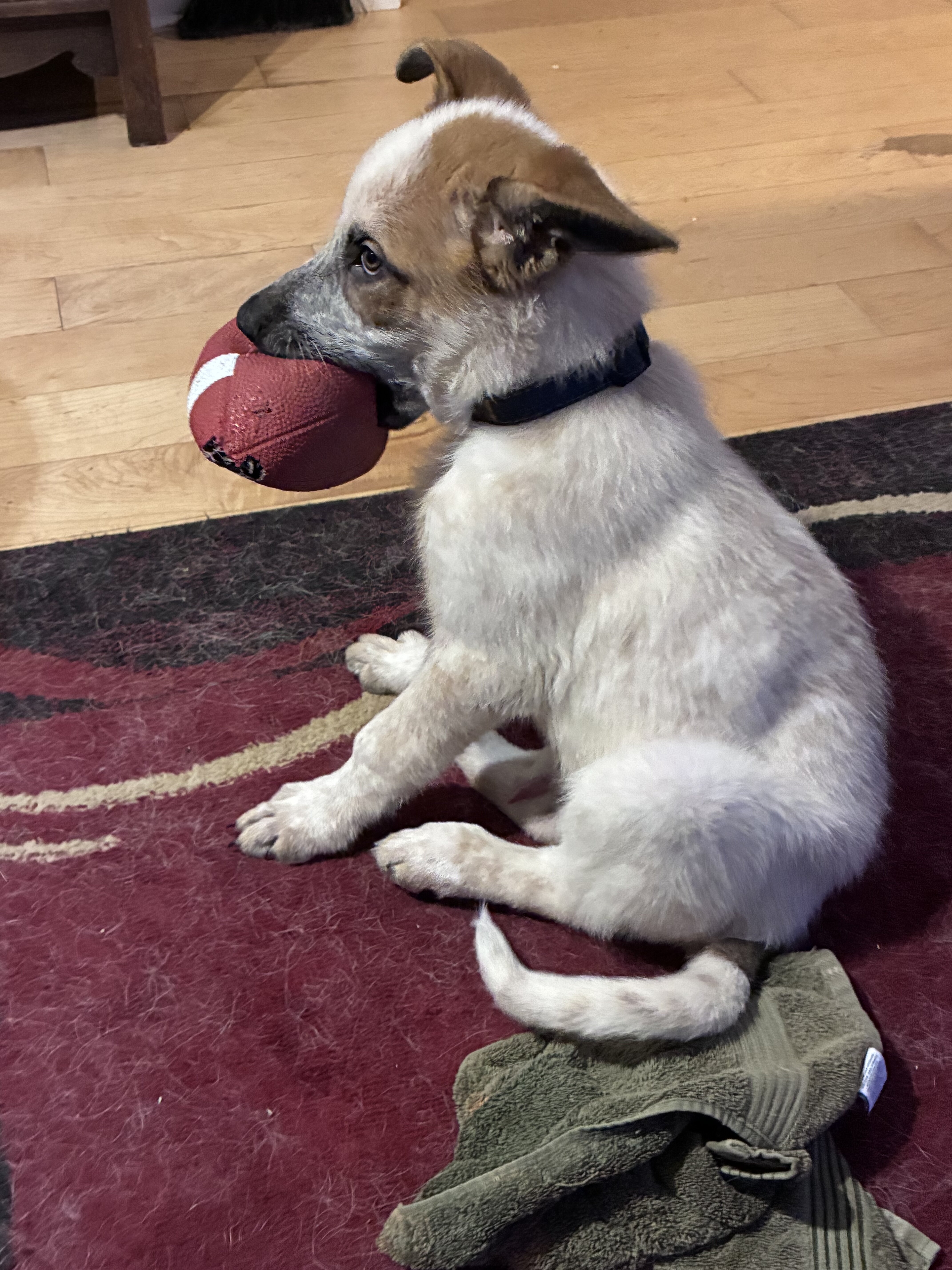 German Shepard panda image 3