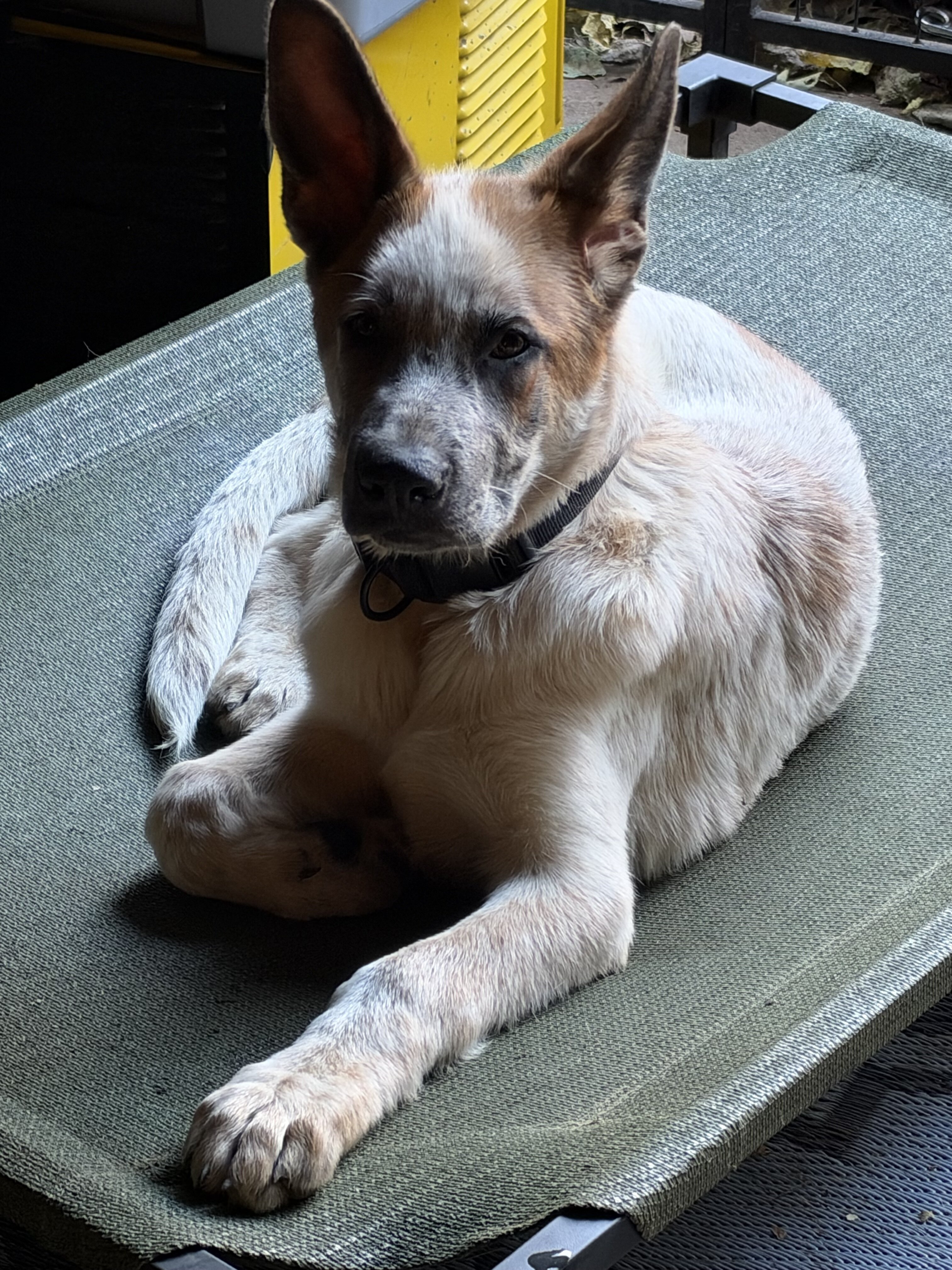 German Shepard panda image 1
