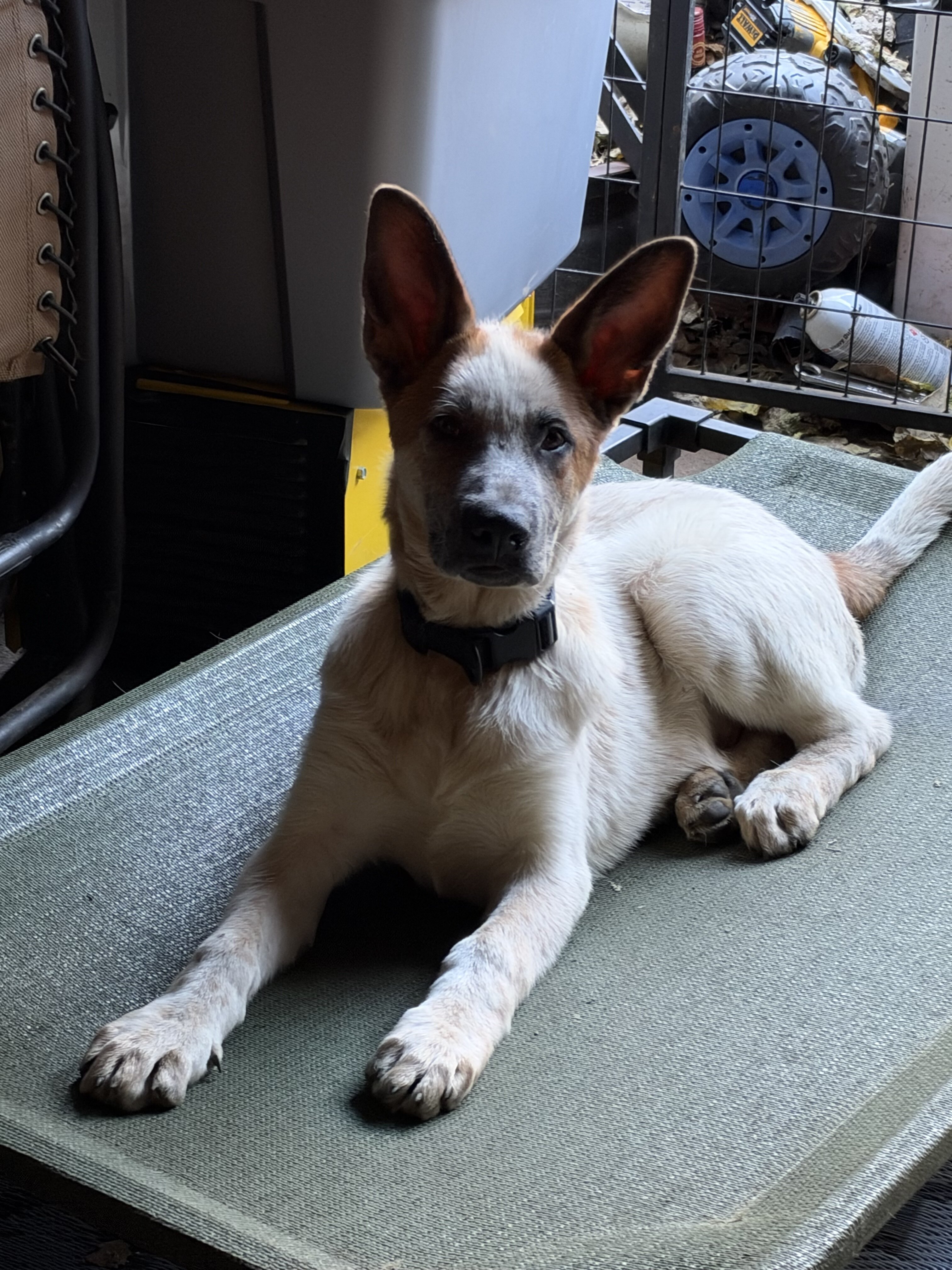 German Shepard panda image 2