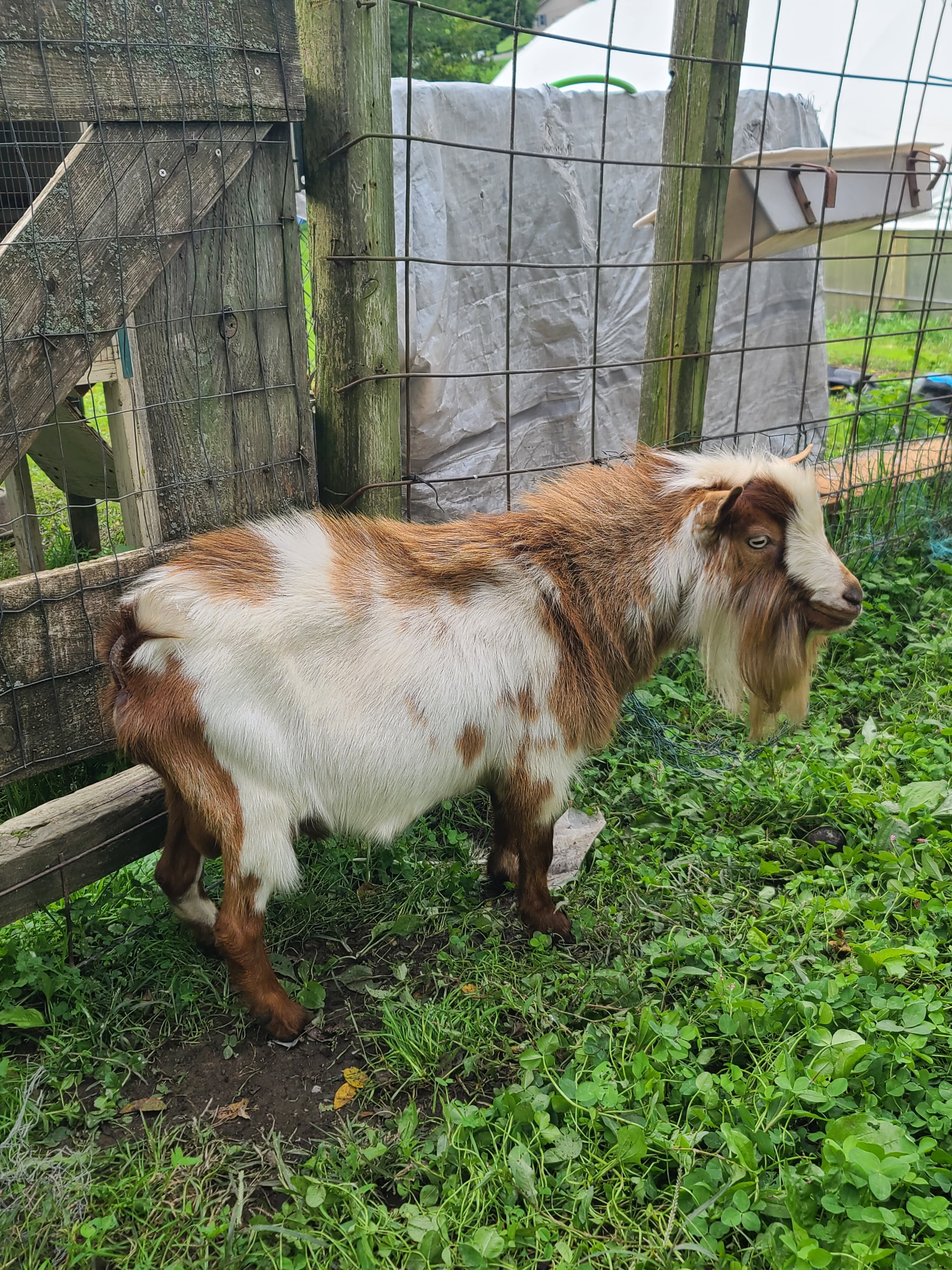 Pygmy goats image 8