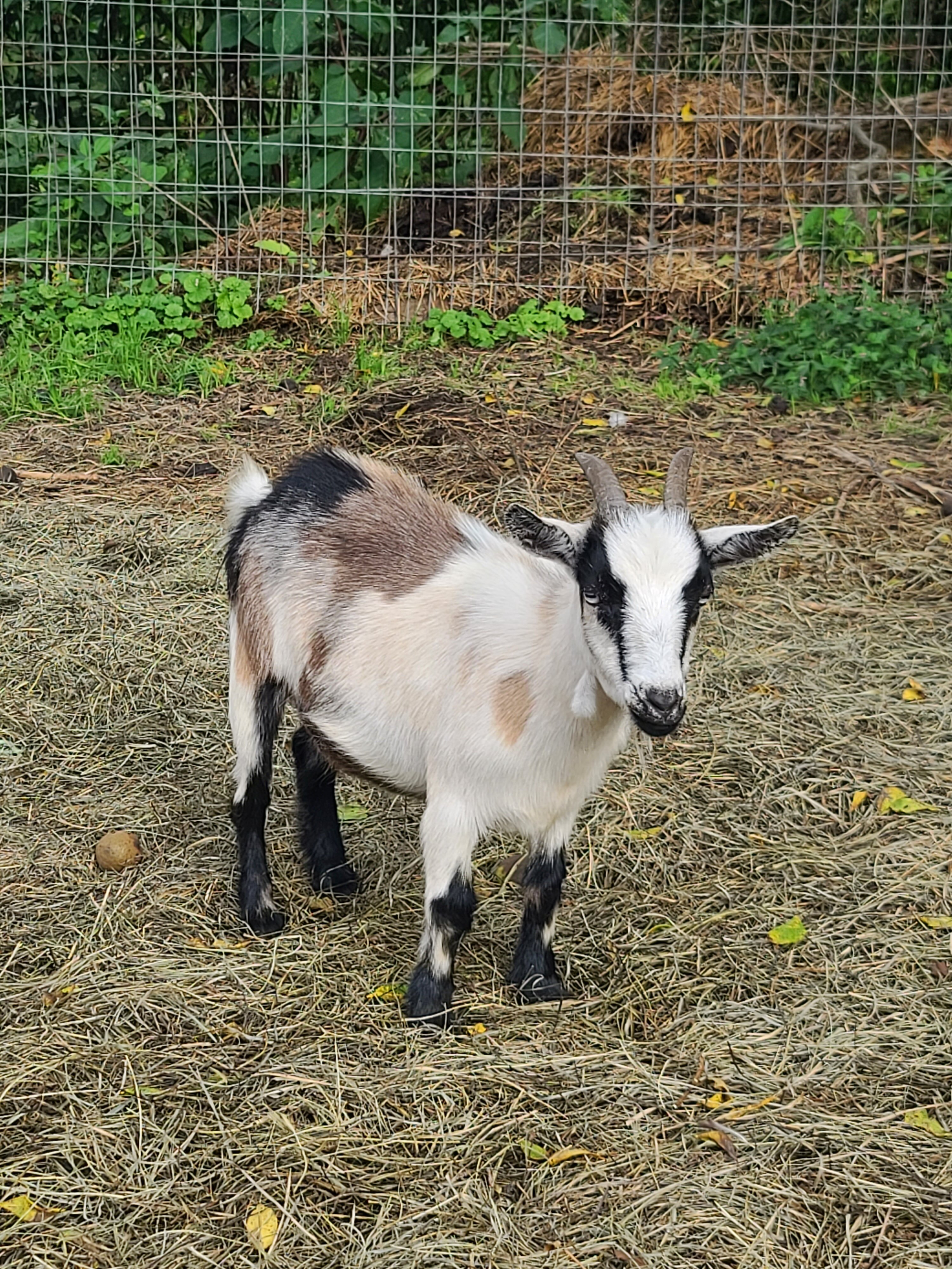 Pygmy goats image 7
