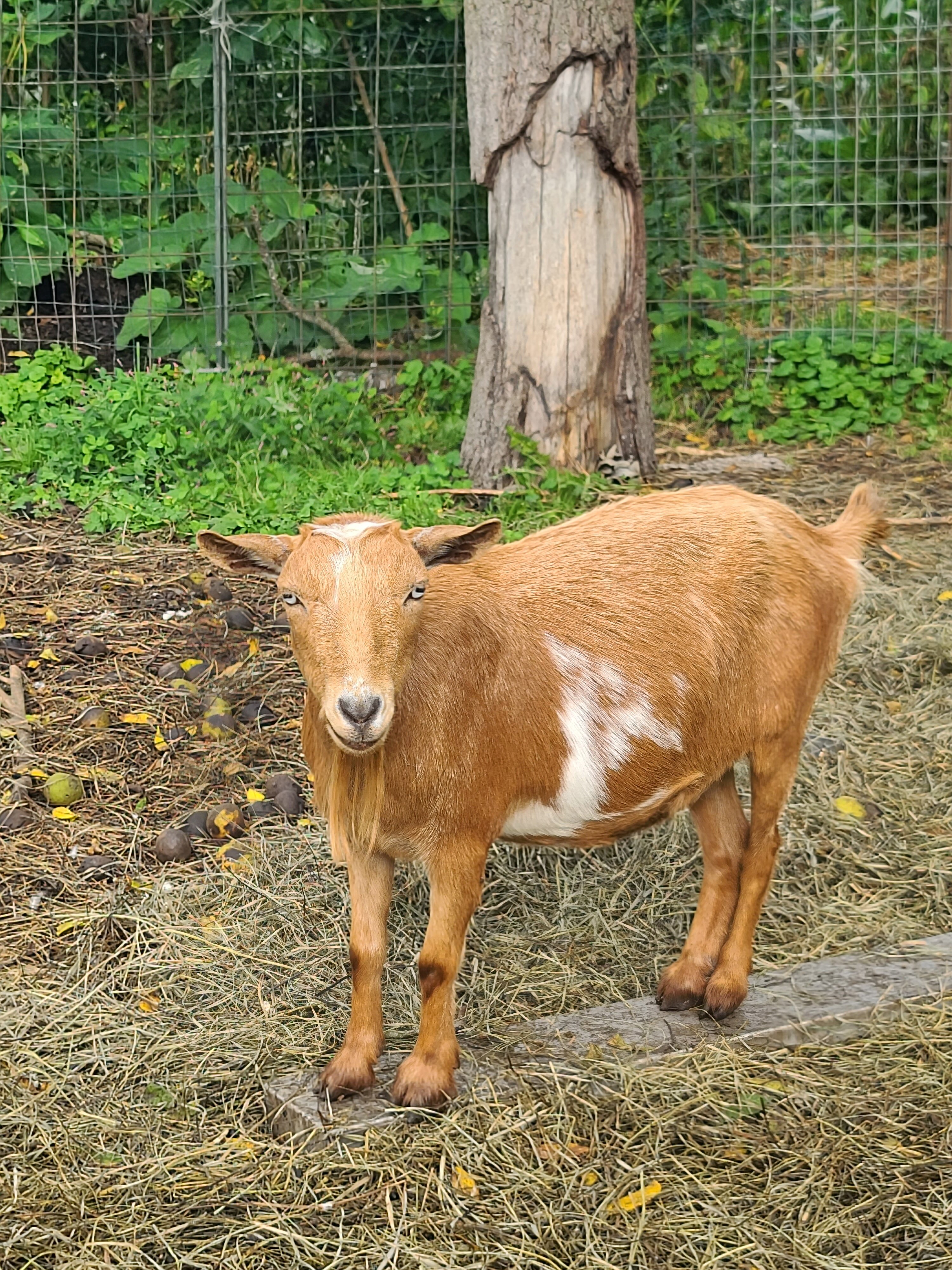 Pygmy goats image 6