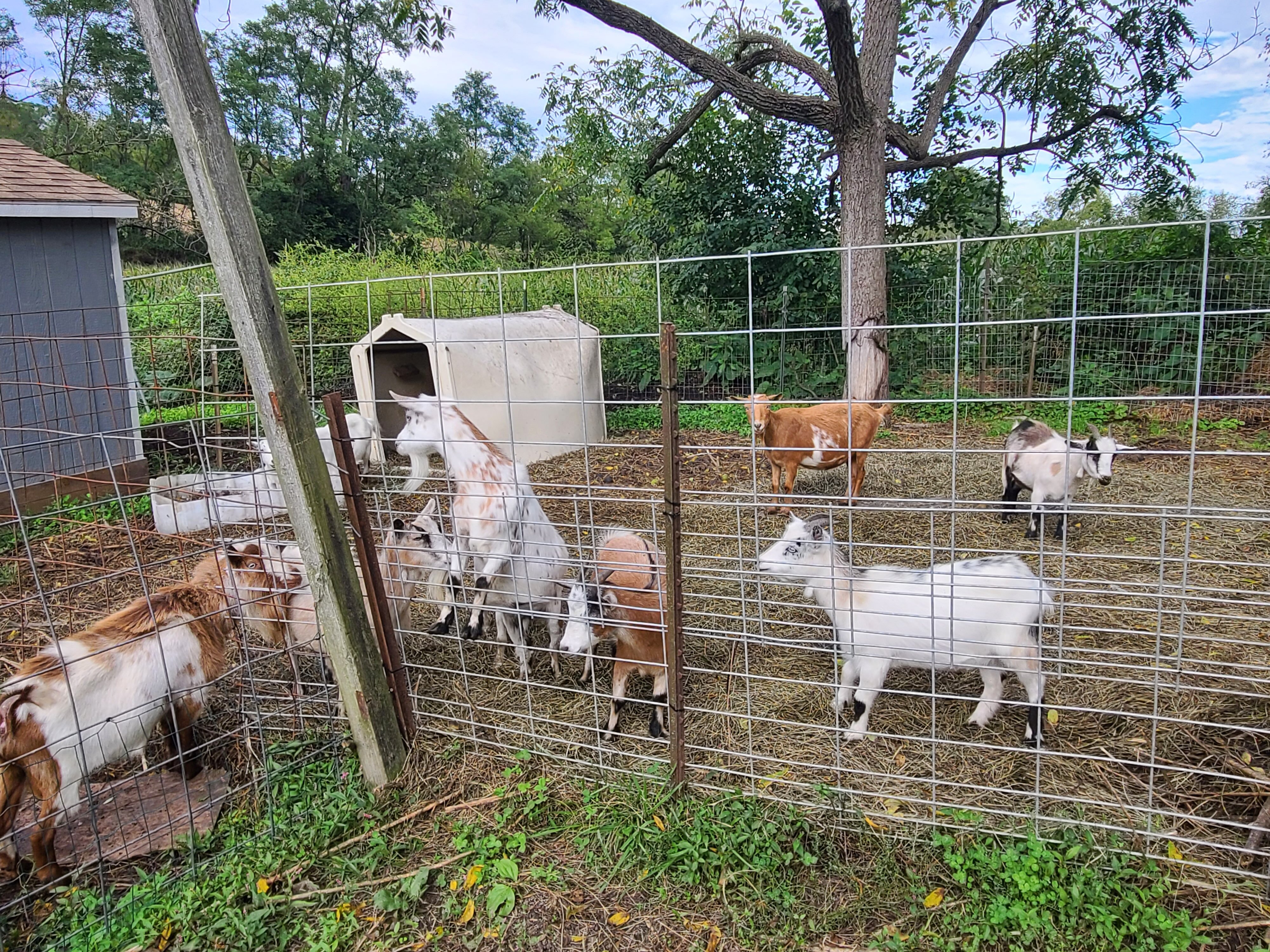 Pygmy goats image 5