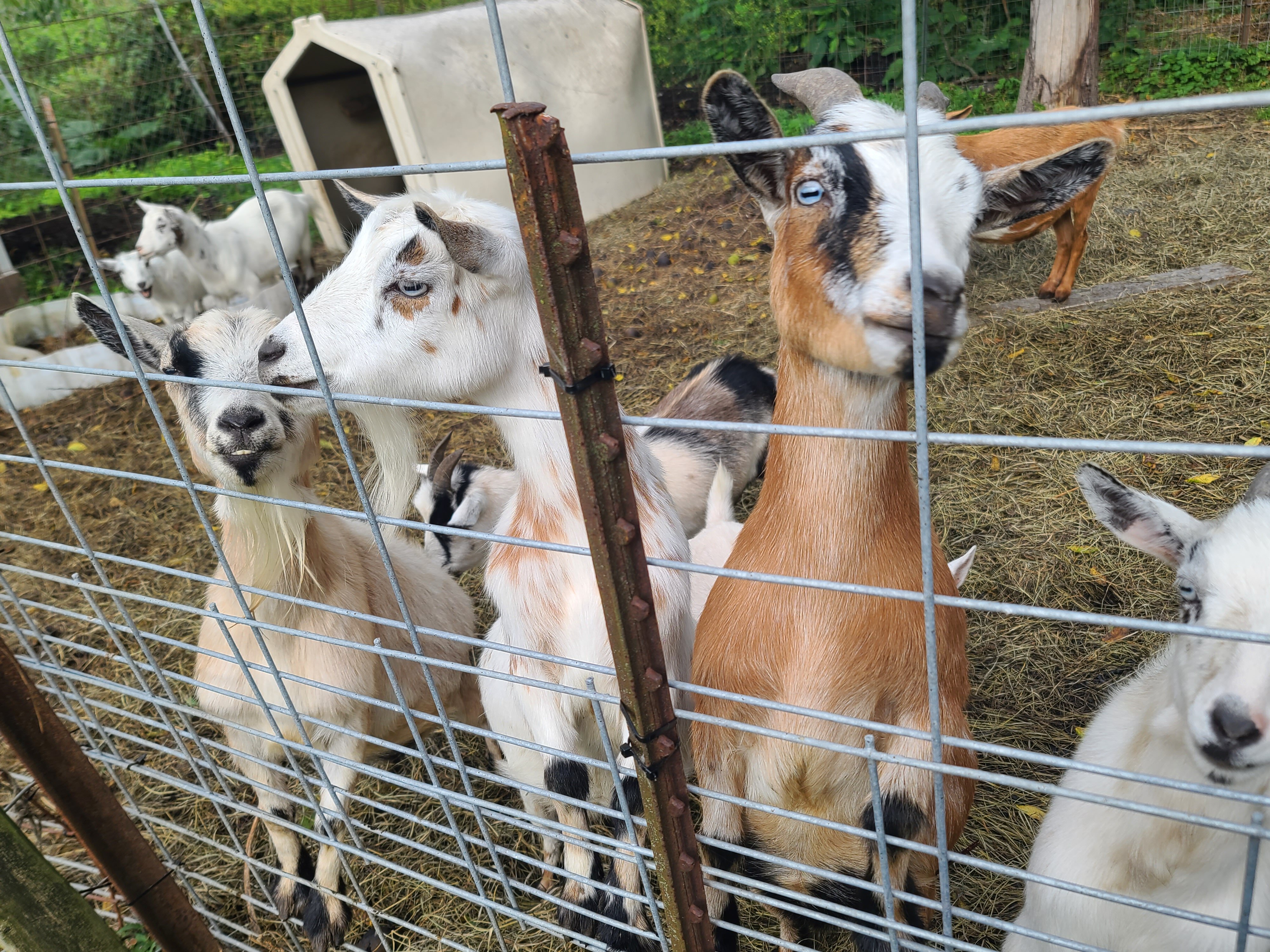 Pygmy goats image 4