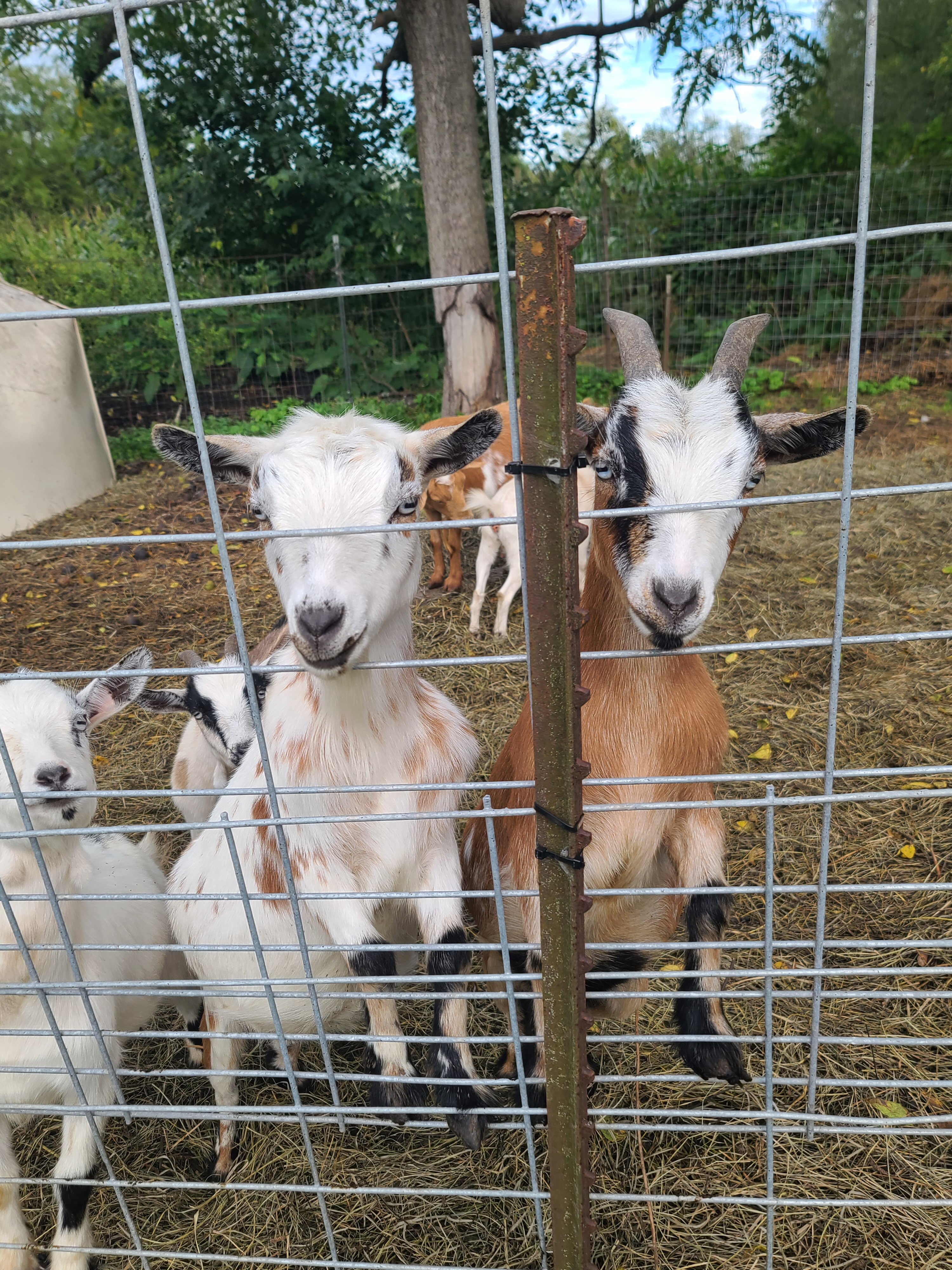 Pygmy goats image 3